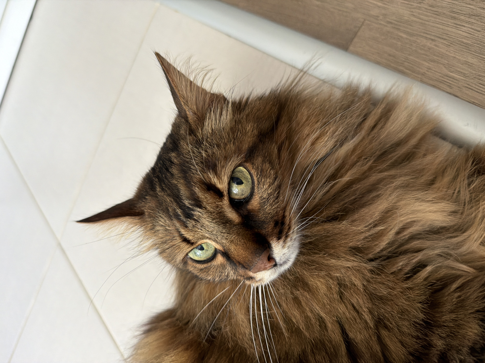 A close-up, high-angle shot shows a long-haired tabby cat with striking green eyes lying down. The cat's fur is a mix of brown and reddish-brown tones, with dark tabby markings on its face and ears. Its long white whiskers are prominent. The cat is positioned on a pale, tiled surface, which appears to be a floor. To the right of the cat, a light-colored raised edge or barrier is visible, with a wooden floor extending beyond it. The image is well-lit, and the focus is on the cat's face. There are no people present in the image, and no specific location in Kyiv, Ukraine, can be identified from the provided visual information.