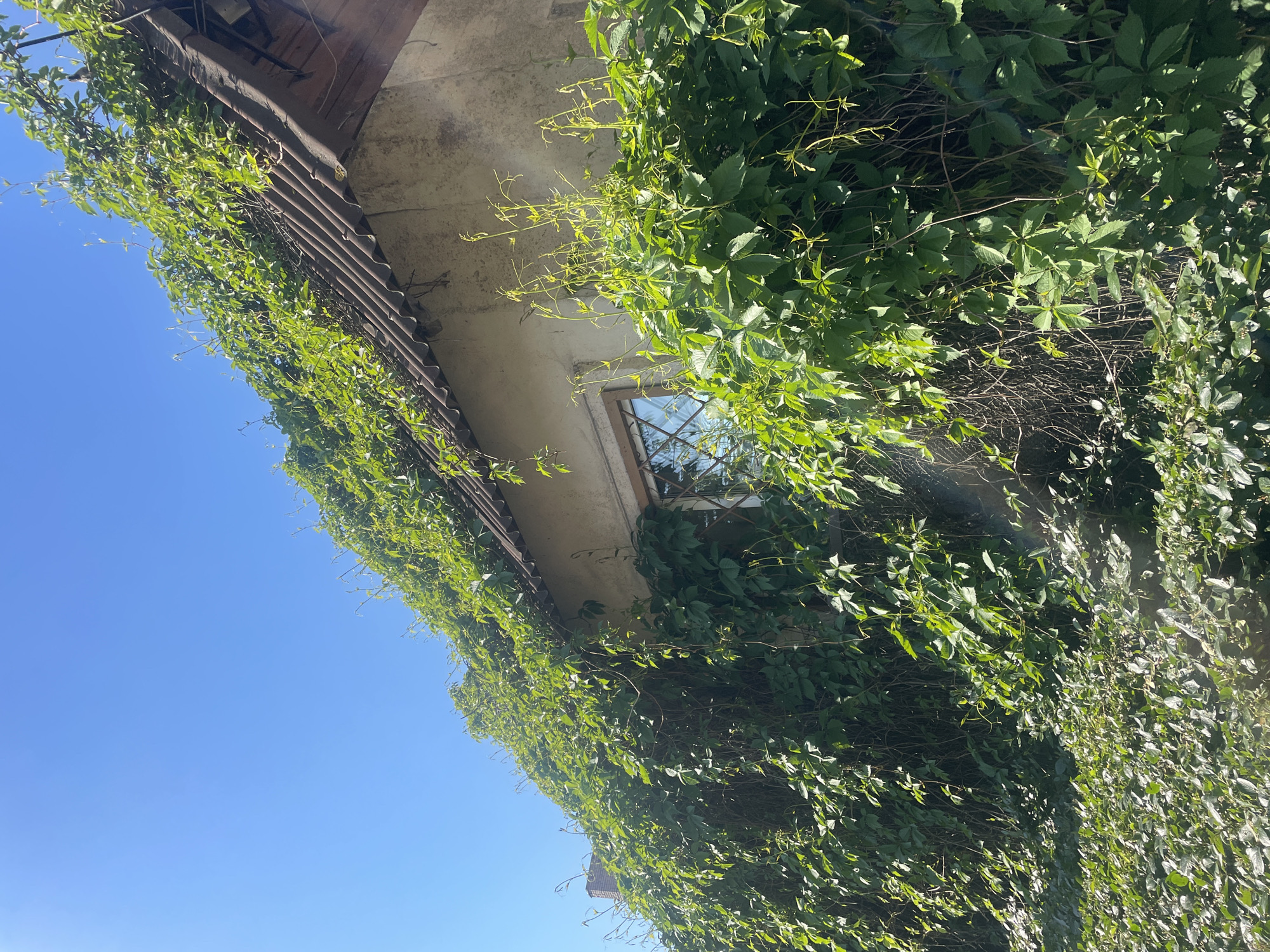 A vertical, upward-angled shot captures the facade of a building heavily enveloped in lush green foliage, set against a vibrant clear blue sky. The scene is located in Saint Petersburg, Russia.
The building's wall, appearing to be light-colored concrete or stucco, shows signs of age and weathering. A window with a light-colored frame and multiple panes is visible towards the center-right, reflecting the bright sunlight. Above and to the left of the window, a dark, corrugated roofline or an overhang extends diagonally across the frame.
The dominant subject is the dense growth of climbing plants, likely Virginia Creeper (Parthenocissus quinquefolia), with its characteristic five-lobed leaves, completely covering the visible sections of the building and spilling over the roofline. The foliage exhibits varying shades of green, with brighter, newer tendrils and darker, more mature leaves, creating a rich texture. Intense sunlight illuminates the leaves, casting bright highlights and deep shadows within the plant mass.
The upper portion of the image reveals a brilliant, cloudless blue sky, suggesting a bright and clear day, likely during the warmer seasons. No people or visible text are present. The overall impression is one of nature reclaiming or coexisting with man-made structures under a serene, sunlit sky.