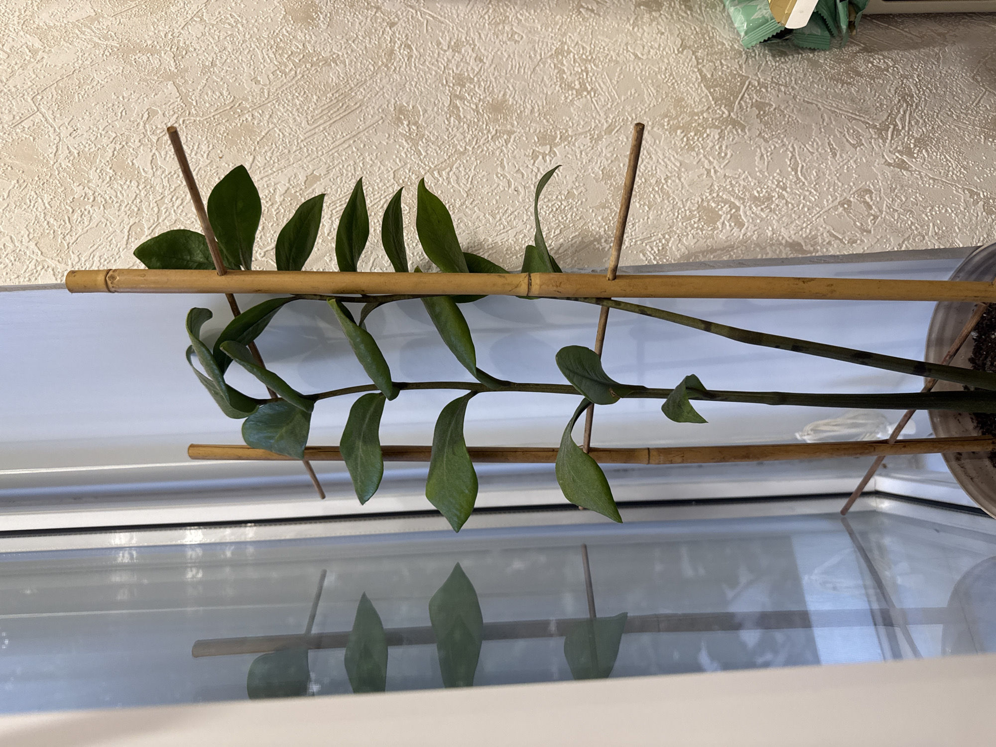 The image shows a plant, likely a Zamioculcas zamiifolia (ZZ plant), being supported by bamboo stakes and a horizontal bamboo rod. The plant has several dark green, glossy leaves arranged along its stem. The stem is being trained to grow horizontally along the bamboo rod. The plant appears to be in a pot, with the top edge of a terracotta pot visible on the right side of the frame, containing soil.
The background is a textured, off-white wall. The plant is positioned in front of a window, with a bright, diffused light suggesting it is daytime. The window reveals a reflection of the plant and its supports on the glass, as well as the interior of a room. Below the window is what appears to be a windowsill or a surface that is reflecting the scene above.
The scene is indoors, likely a home or office environment, given the window and wall texture. There are no people visible. The lighting is soft and even, suggesting an overcast day or indirect sunlight. The overall impression is one of a carefully tended houseplant. No text is visible in the image. The orientation of the image is portrait, but the scene is captured as if it were horizontal, with the plant stem running left to right across the frame.