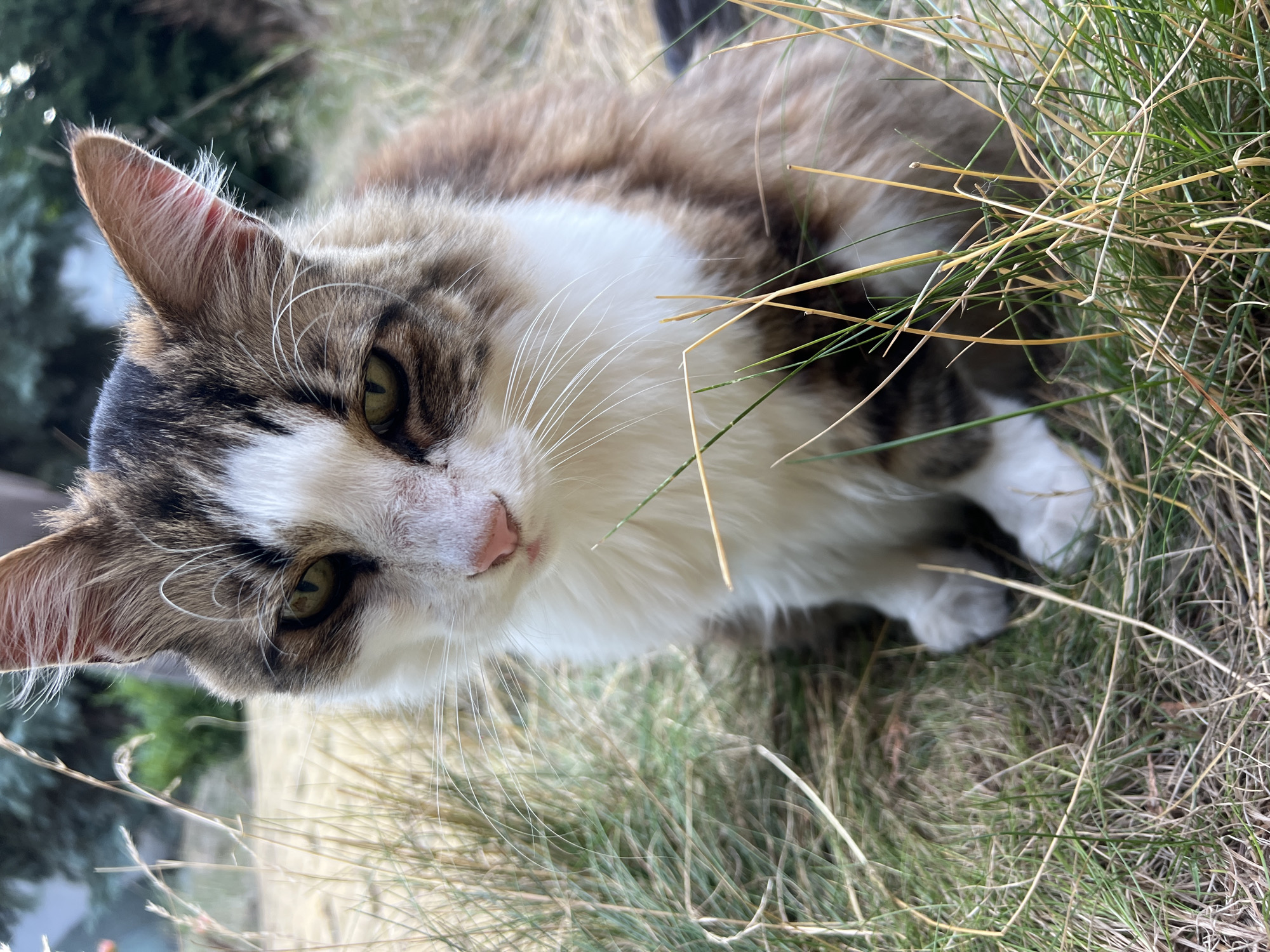 In Fontanka, Ukraine, a medium-haired cat sits in dry grass. The cat has white fur on its chest and face, with brown and black markings on its head and back. Its eyes are green, and its nose is pink. The cat is looking down and to its left. The background is blurred, showing trees and more dry grass. The lighting suggests it is daytime.