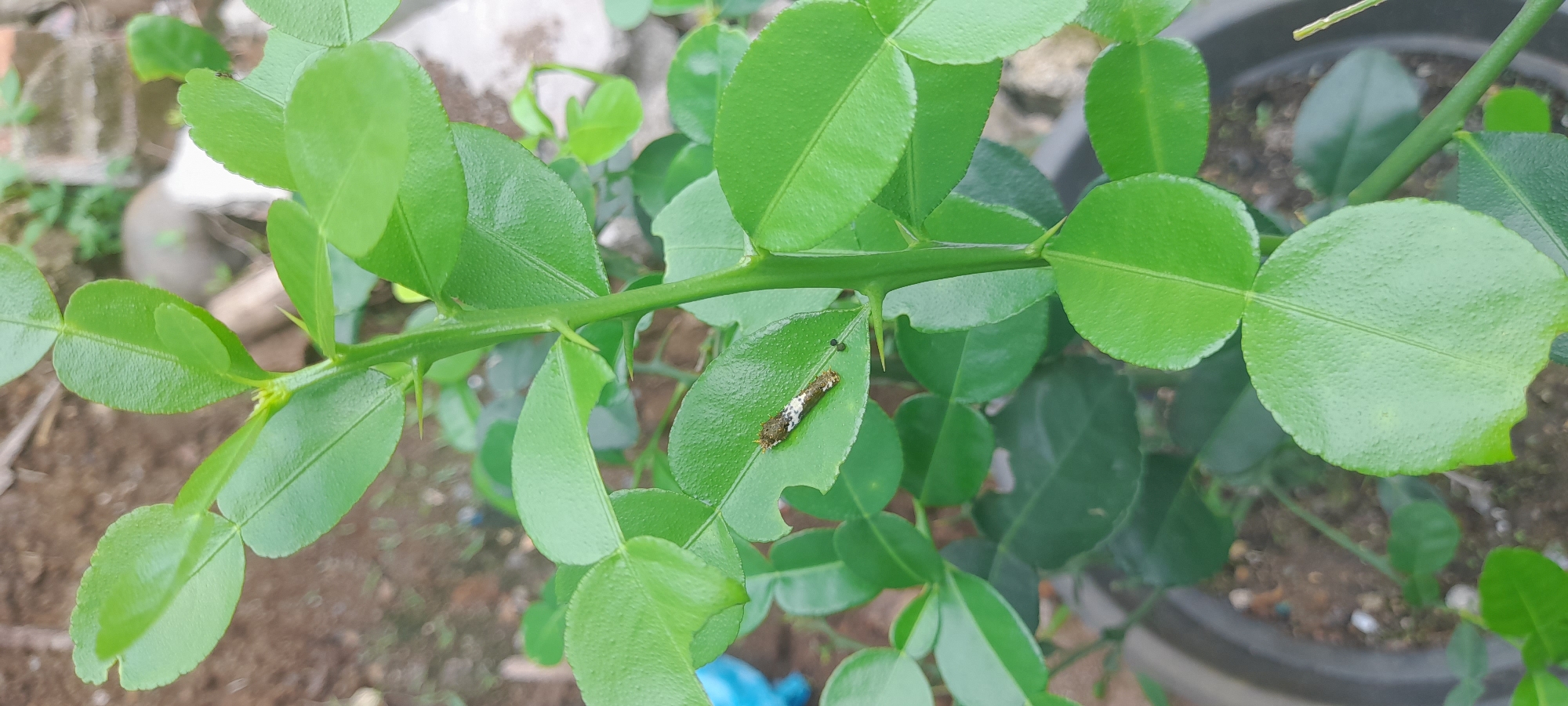 The image depicts a lime tree branch in Buketteukuh, Indonesia. Green leaves with a distinct, double-lobed shape are attached to the stem, which has thorns. A brown caterpillar with white markings is resting on one of the leaves that has some small areas eaten. The background shows soil and a potted plant.