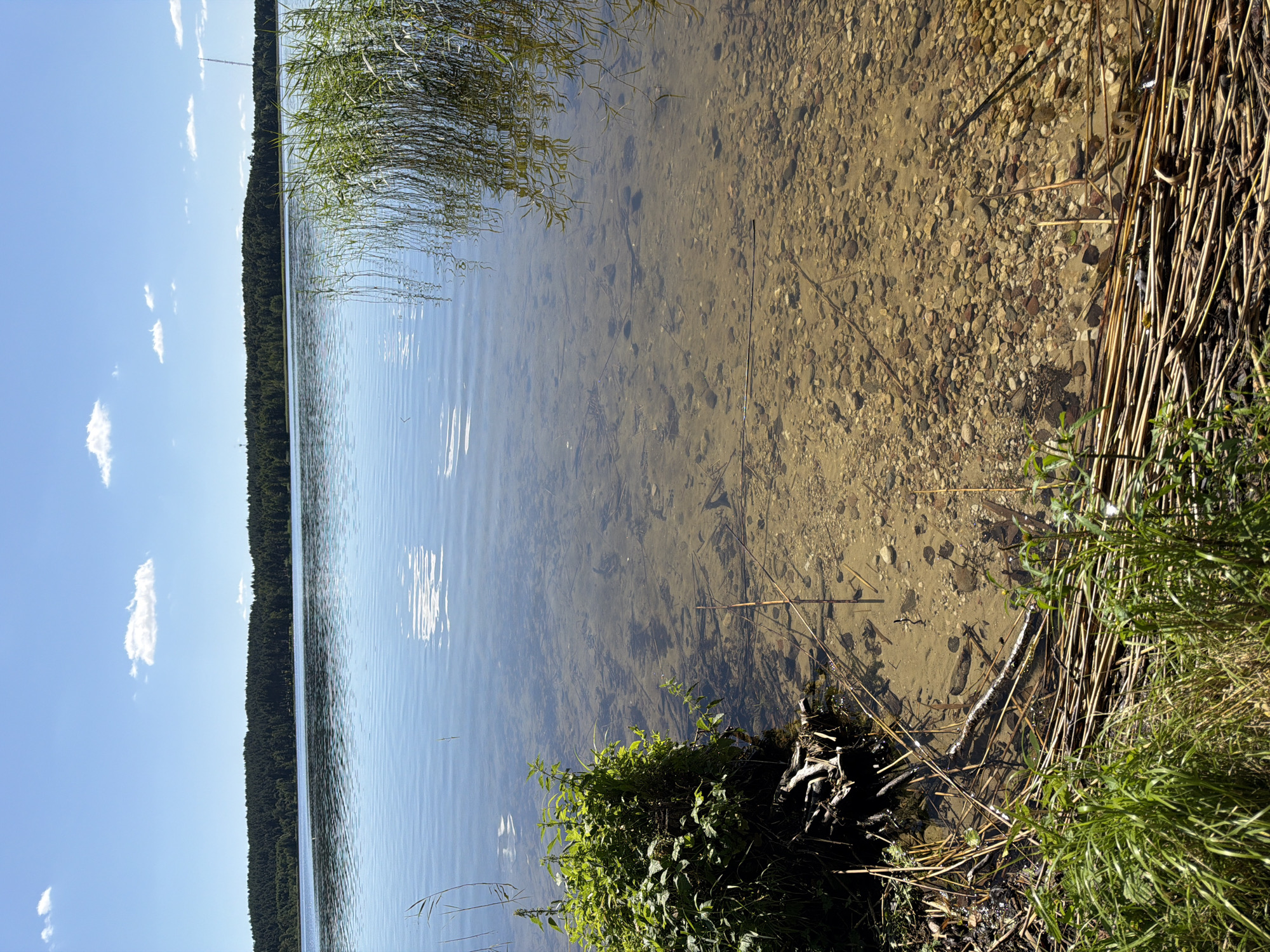 A calm, shallow lake reflects a bright blue sky dotted with white clouds. The lake bed, visible through the clear water, is covered in pebbles and scattered with submerged vegetation and debris. Tall, green reeds and lush foliage grow along the muddy shore, where dried reeds are arranged in a line at the water's edge. In the distance, a dense forest lines the opposite bank of the lake, under the vast sky.