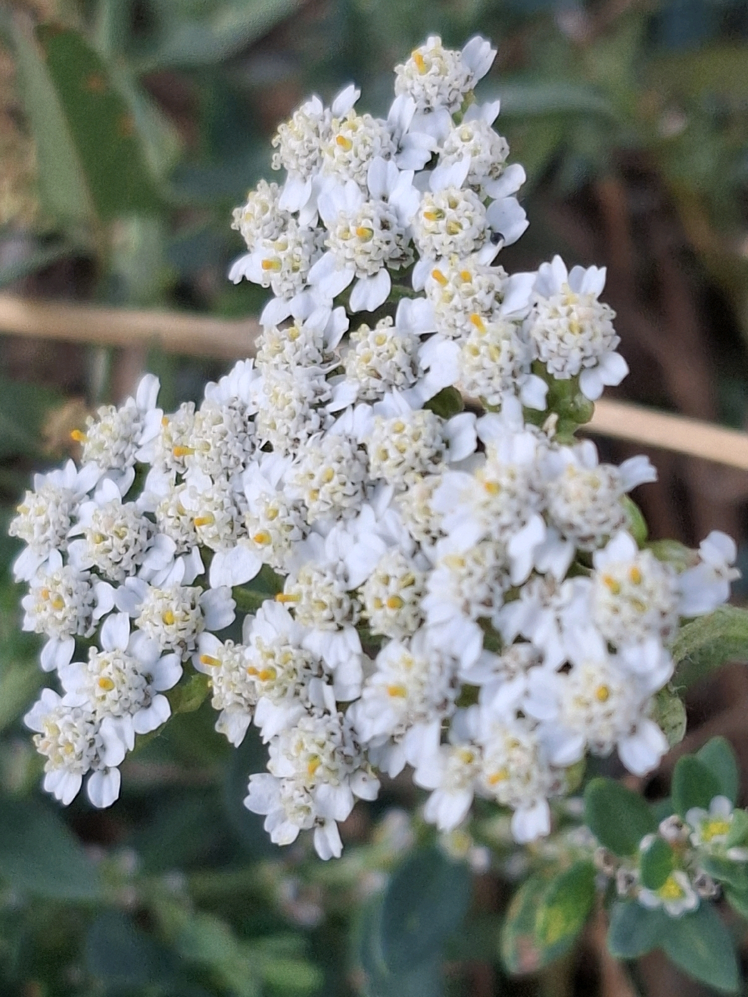 A close-up, eye-level shot captures a cluster of small white flowers with yellow centers. The flowers are arranged in a corymb, a flat-topped inflorescence, with many tiny individual florets. The petals are delicate and slightly translucent, with some showing a hint of yellow at their bases. The stamens, tipped with yellow pollen, protrude from the center of each floret. The background is a soft blur of green foliage and brown earth, suggesting an outdoor, natural setting. The lighting is soft and diffused, creating subtle shadows and highlighting the textures of the petals. The image appears to have been taken in Almaty, Kazakhstan, as indicated by the prompt.