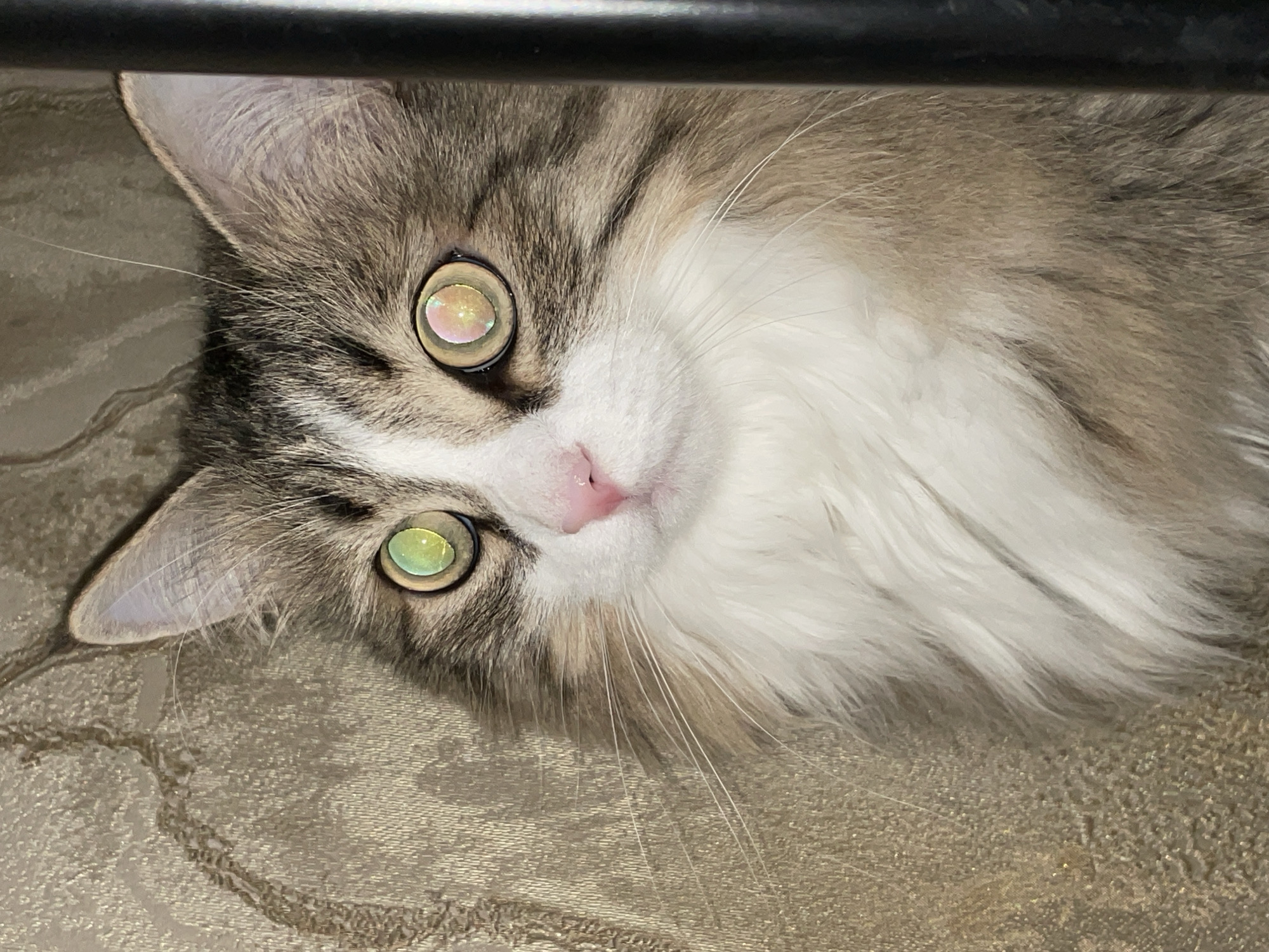 A cat with white, gray, and tan fur lies on a gold-colored surface. The cat is positioned with its head tilted to the left. It has large, round eyes that reflect a rainbow of colors. A pink nose is visible. A black horizontal bar is positioned at the top of the frame, partially obscuring the cat's head. The background is a gold-colored surface, possibly a blanket or fabric.
Location: Not specified to be Izhevsk, Russia.