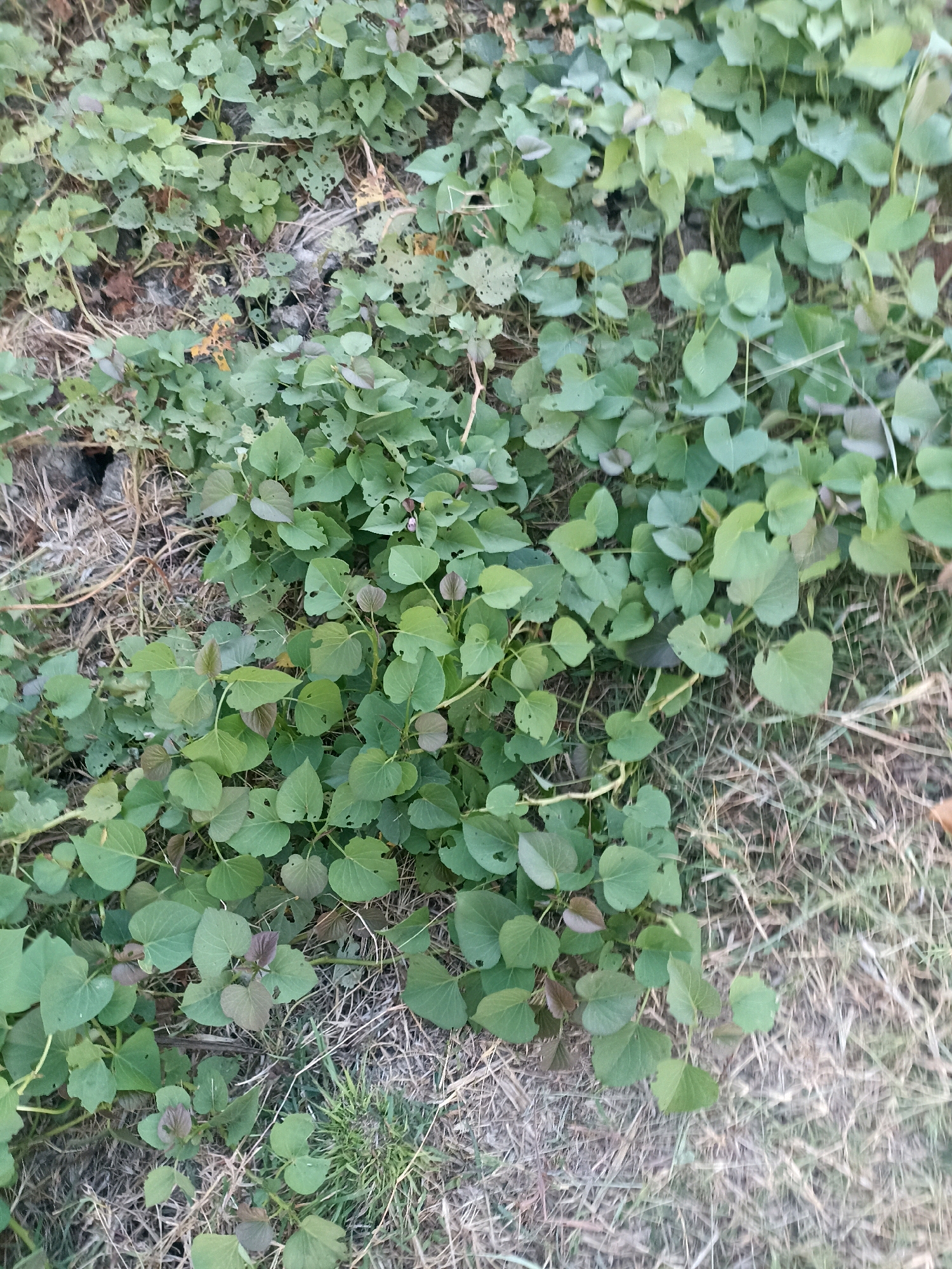 The image shows a patch of ground covered with green leafy plants, possibly sweet potato vines, with some dry grass and debris scattered amongst them. The leaves are heart-shaped and some have small holes, indicating insect activity. The ground appears to be soil and dry vegetation. The overall impression is of a natural or semi-natural environment, perhaps a garden, field, or undeveloped area within the city of Kedungwaru, Indonesia. There are no people or animals visible in the image. The lighting suggests it is daytime.