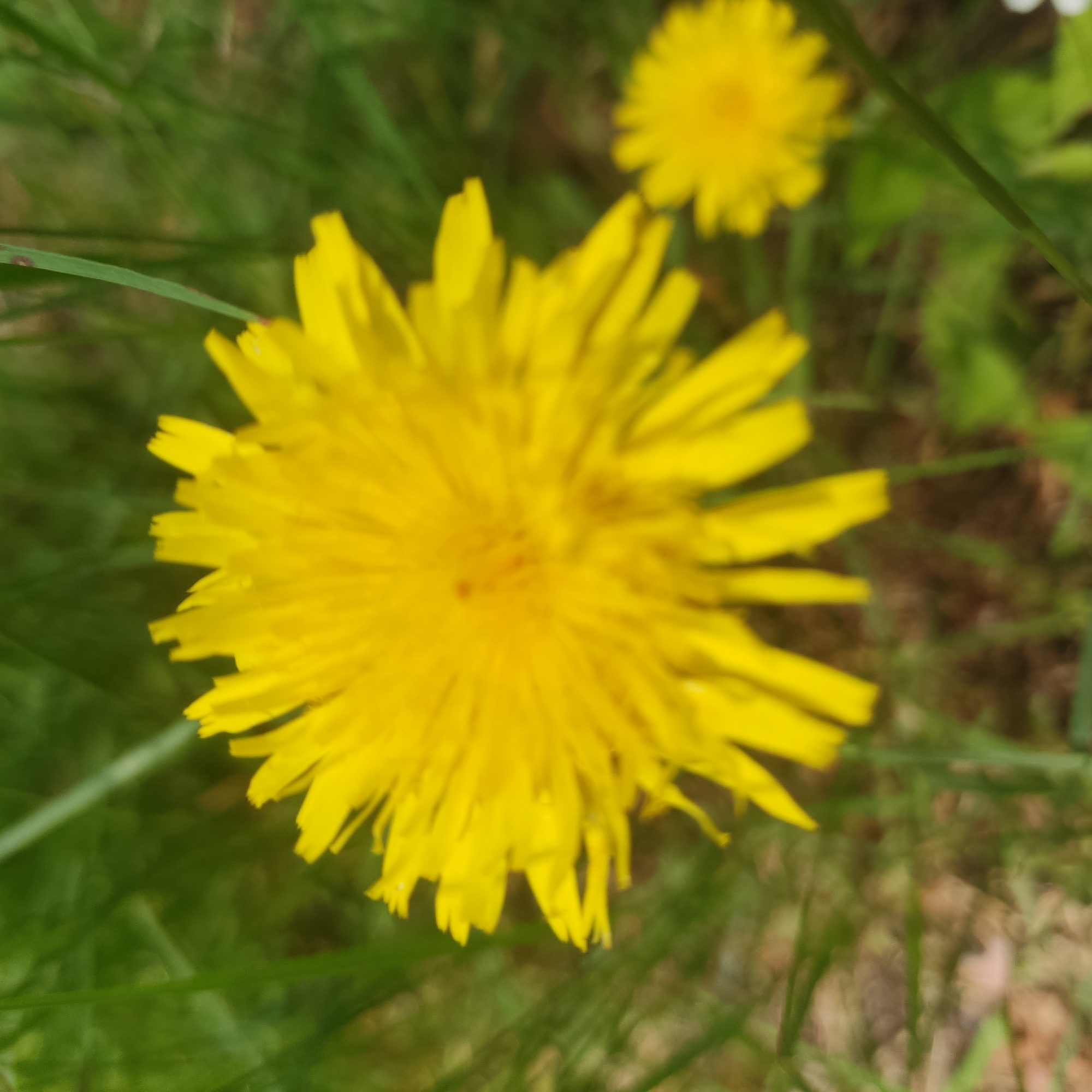 A close-up, slightly blurred shot shows two yellow dandelion flowers against a backdrop of green grass. The larger dandelion is in the foreground, its petals fanning out. A smaller dandelion is visible to the right, also in focus. The background is a soft blur of green grass and some brown earth. The scene appears to be outdoors in a natural setting.