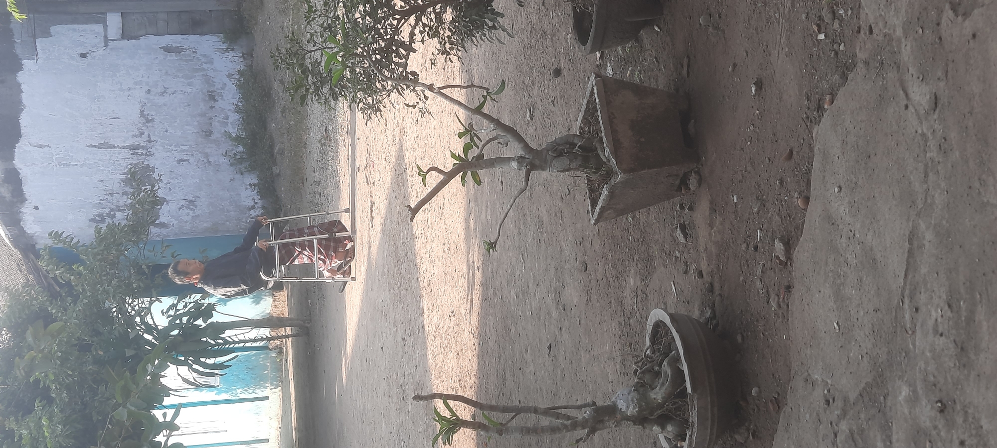 An elderly man sits in a walker outdoors in front of a weathered, pale blue building with a tiled roof. He is wearing a dark long-sleeved shirt and a red and white checkered sarong. The ground is dirt and gravel. In the foreground, two potted plants with gnarled trunks and small green leaves are visible. One plant is in a round, grey pot, and the other is in a square, grey pot. Trees with sparse foliage are in the background, casting shadows on the ground. The scene appears to be in a rural or semi-rural setting within Selopuro, Indonesia.