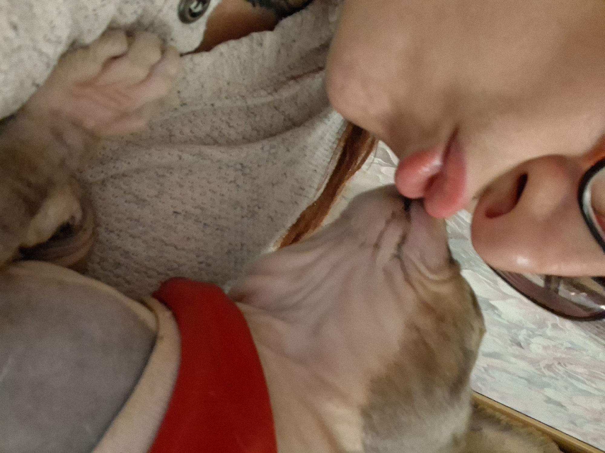 A close-up shot shows a person's lips making contact with a Sphynx cat's face. The person is wearing glasses, and the cat is wearing a red garment. The background appears to be a textured wall. The image captures an intimate moment between the person and the animal.