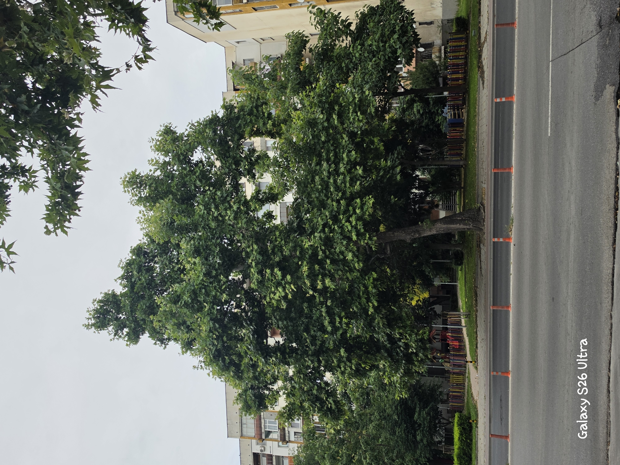 The image captures a street scene in Plovdiv, Bulgaria, featuring a large, mature tree with dense green foliage prominently positioned in the foreground. Behind the tree, a multi-story apartment building with a light-colored facade and visible windows is situated. A segment of a playground with colorful fencing and equipment is visible to the left of the tree. Orange traffic cones line the side of the road in front of a sidewalk. The road itself, paved with asphalt, is in the lower portion of the frame, with a faint white line marking a lane divider. The sky is overcast and grey, indicating a cloudy day. The overall impression is that of an urban environment with residential buildings, greenery, and street infrastructure.
