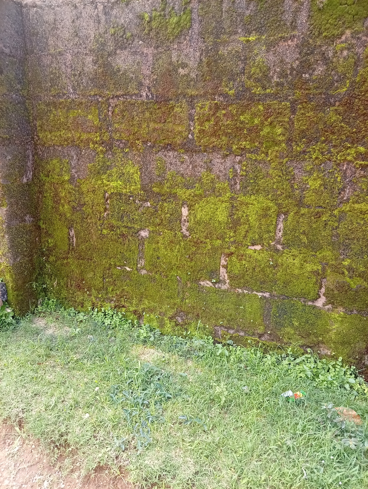 The image shows a moss-covered stone wall in Jos, Nigeria. The wall is constructed from large, rectangular stones that are partially obscured by vibrant green moss. The moss growth is particularly dense in some areas, creating a textured, organic surface. In places, the moss has patches of a reddish-brown hue, suggesting the underlying stone or a different type of growth. The wall appears weathered, indicating it has been exposed to the elements for some time.
At the base of the wall, a strip of green grass and other low-lying vegetation grows. This vegetation is lush and varied, with some areas appearing dry and dusty, while others are a deeper green. The ground appears to be a mixture of soil and patchy grass. The overall impression is of an outdoor scene, likely in a place that experiences some rainfall to support the moss and vegetation. There are no people or specific objects prominently featured, with the focus being on the natural textures and colors of the wall and its surroundings. The lighting suggests it is daytime, with no strong shadows indicating a specific time. The scene evokes a sense of natural decay and the persistence of plant life in an outdoor environment. There is no visible text in the image.