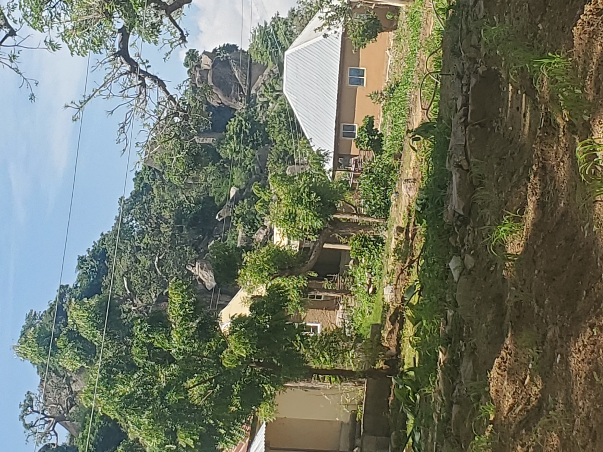 The image captures a rustic scene in the city of Kabwir, Nigeria, with a focus on a collection of buildings nestled against a backdrop of rocky hills covered in dense foliage. In the foreground, a freshly tilled field with young green shoots suggests agricultural activity. Further back, several structures are visible. To the left, a beige building with a corrugated metal roof stands partially obscured by trees. Adjacent to it, another building with a light-colored roof and small windows is partly visible. A more prominent building, featuring a distinctive, steep, metallic roof, is situated towards the right side of the frame. This building has a sandy-colored exterior and two visible windows. Lush green vegetation, including trees with broad leaves and smaller shrubs, surrounds the buildings and climbs the rocky slopes behind them. The sky above is a clear blue with a few scattered white clouds. The overall impression is one of a rural settlement integrated with the natural landscape.