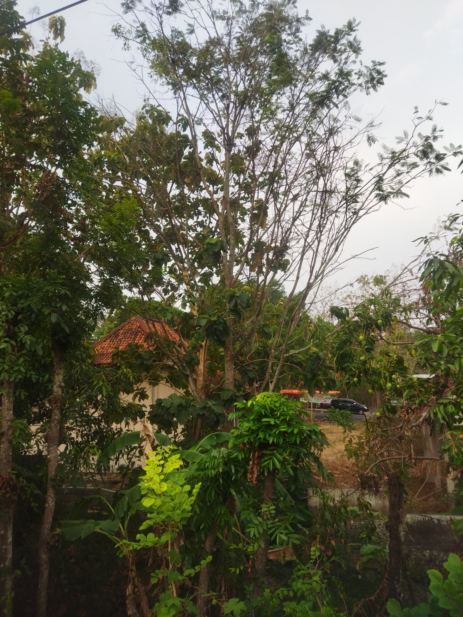 A medium shot captures a dense, green canopy of trees framing a white house with an orange tiled roof, partially obscured. The house, located in the city of Wonokarto, Indonesia, is nestled amongst lush foliage. In the background, a black car is visible on a road, with orange awnings of parked vehicles nearby. The sky is overcast, suggesting diffused lighting conditions. The scene appears to be an outdoor residential area with abundant vegetation.