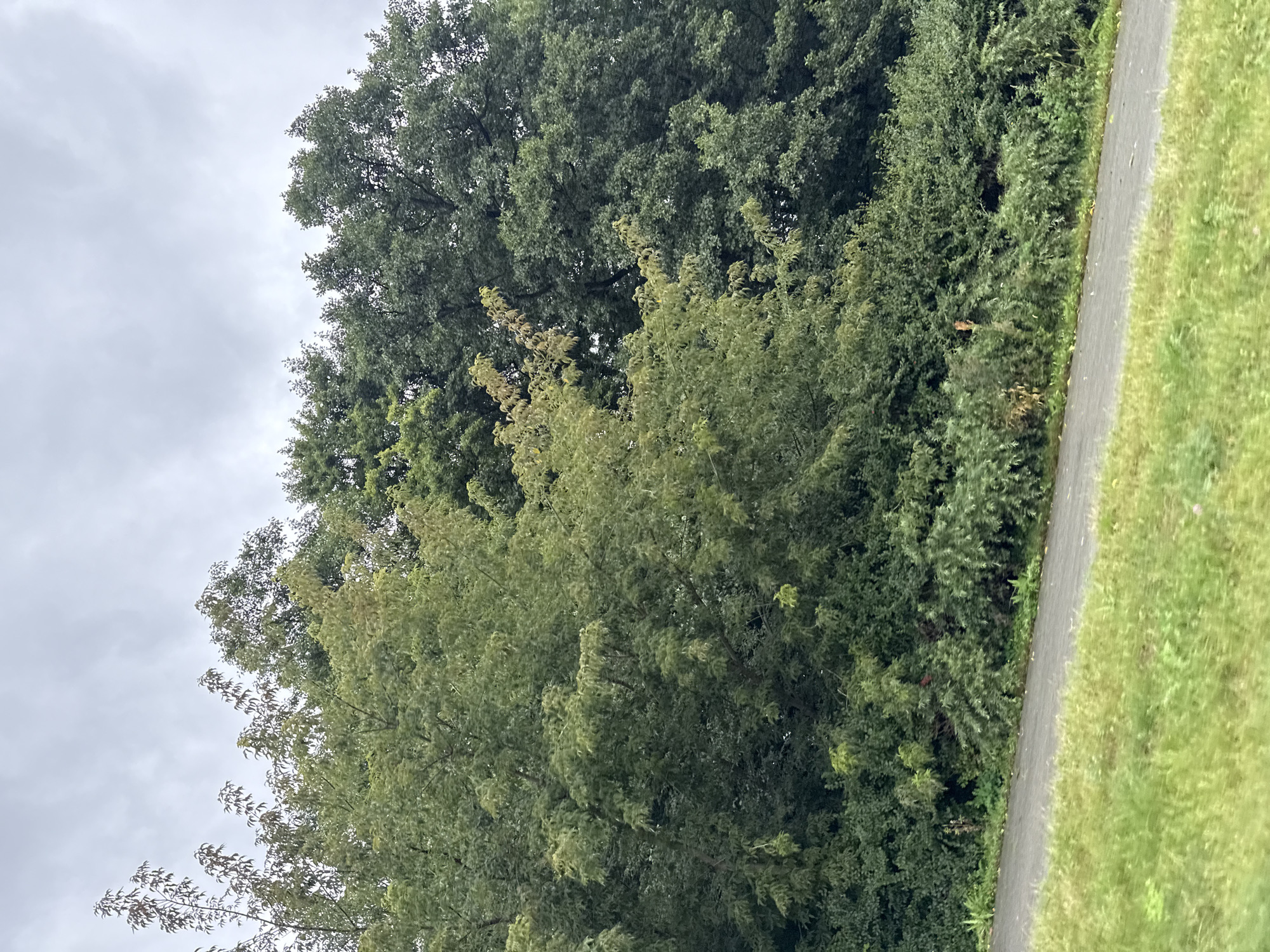 A paved path runs diagonally across the bottom of the image, bordered by a grassy verge on the left and dense green foliage on the right. Behind the foliage is a line of trees, some with light green leaves and others with darker green foliage, reaching towards a cloudy, grey sky. The scene is outdoors and appears to be a park or a natural area within a city. There are no people or animals visible in the image. The overall impression is one of a slightly overcast day in a green, vegetated environment. This scene is consistent with many urban parks or green spaces found in Tallinn, Estonia, such as Kadriorg Park or the various green areas along the Baltic Sea coast.