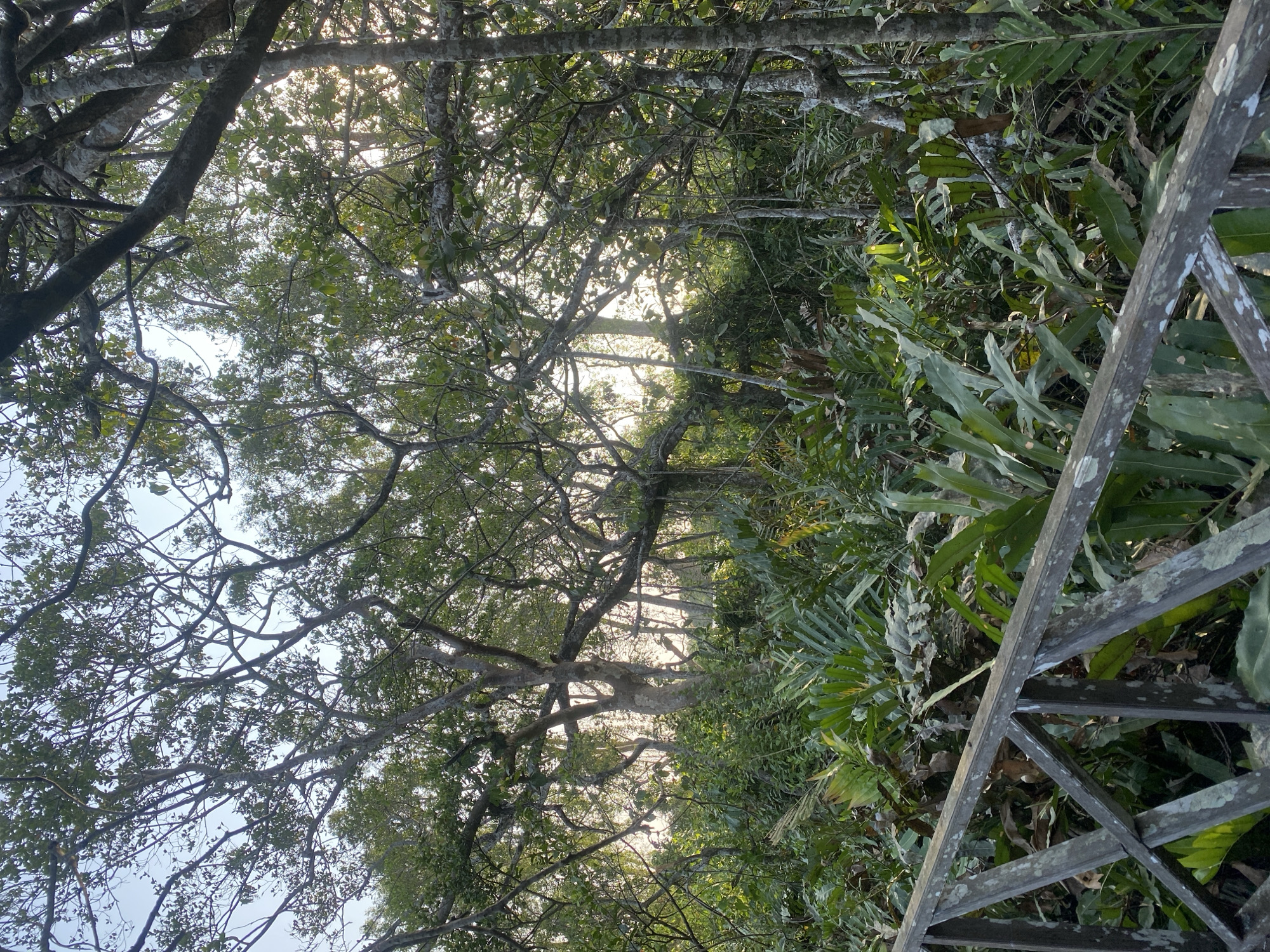 This image captures a view of a lush, green forest in Sungai Pitung, Indonesia. A wooden railing, weathered and covered in lichen, runs diagonally across the foreground, suggesting a pathway or overlook. Beyond the railing, dense foliage, including large, broad-leafed plants and ferns, dominates the scene. Sunlight filters through the canopy of mature trees with gnarled branches, creating dappled light and shadows. The overall impression is one of a natural, untamed environment.