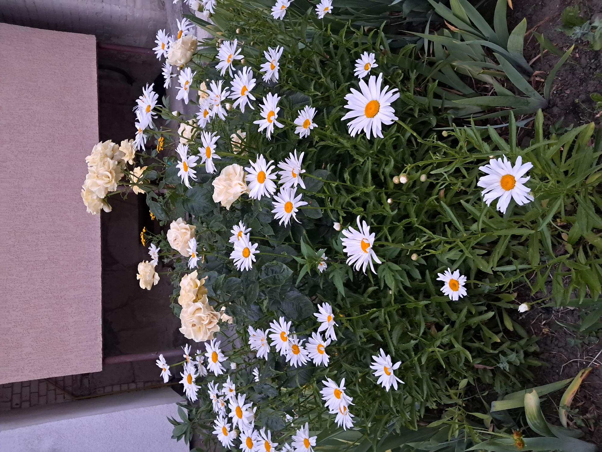 A cluster of white daisies with yellow centers bloom in front of a light brown building. Several pale yellow roses are also visible among the daisies. The flowers are in focus, with the building and a hint of a brick wall blurred in the background. The ground is covered in dark soil and some green foliage. The lighting suggests it is daytime.