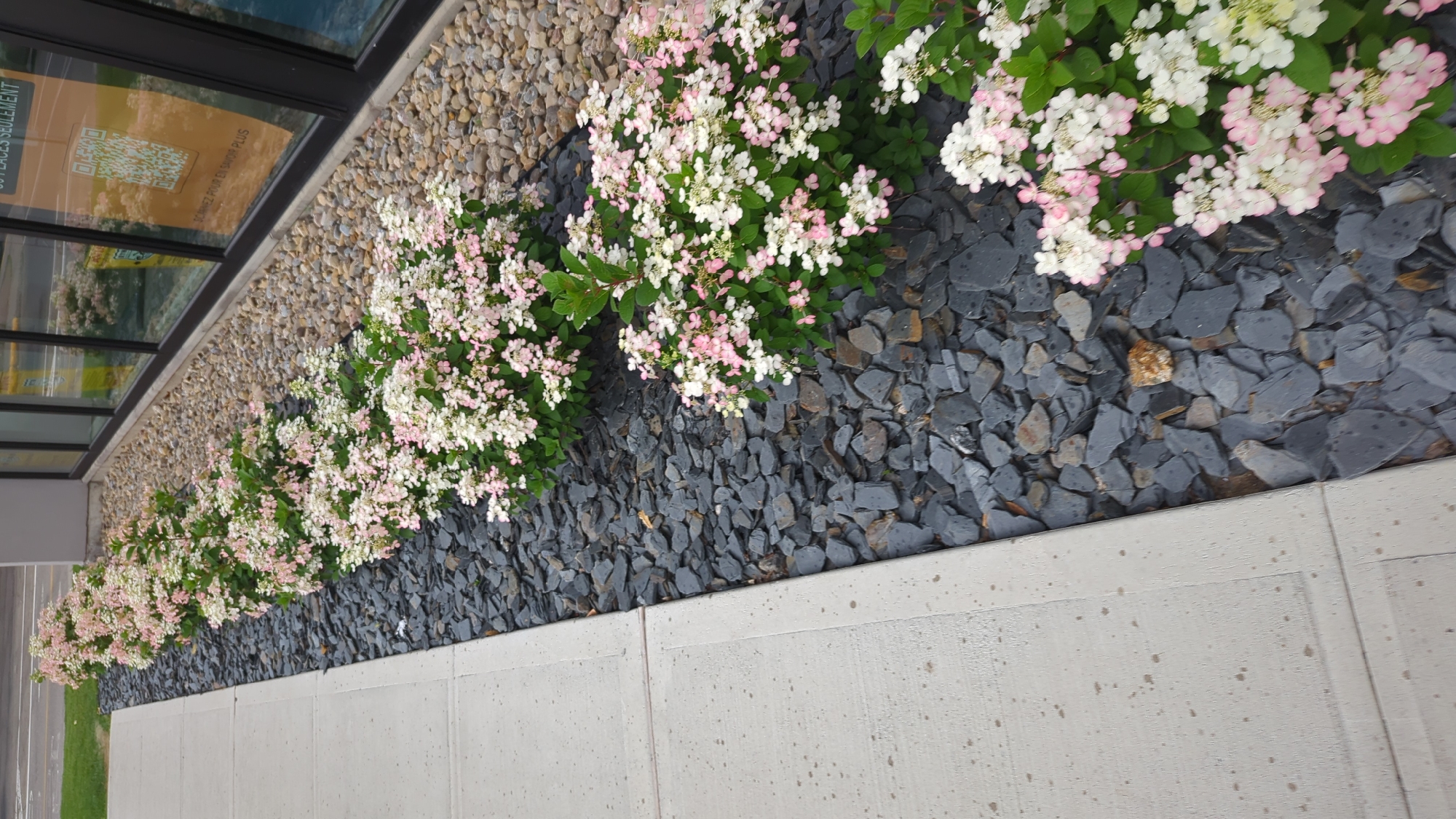 The image depicts a landscaped area along a building's exterior, likely in a commercial or institutional setting. A concrete sidewalk runs along the left side of the frame, bordering a bed of dark grey, slate-like stones. Planted in the stone bed are rows of hydrangeas with white and pink blooms. Behind the hydrangeas, a section of the building's facade is visible, featuring large windows and a lighter colored stone or concrete wall. A yellow sign with text and a QR code is visible through the windows. The overall scene is clean and well-maintained, suggesting an urban environment. Based on the presence of the yellow sign with French text, the location is likely in Montreal, Canada, a city known for its French-speaking population and bilingual signage.