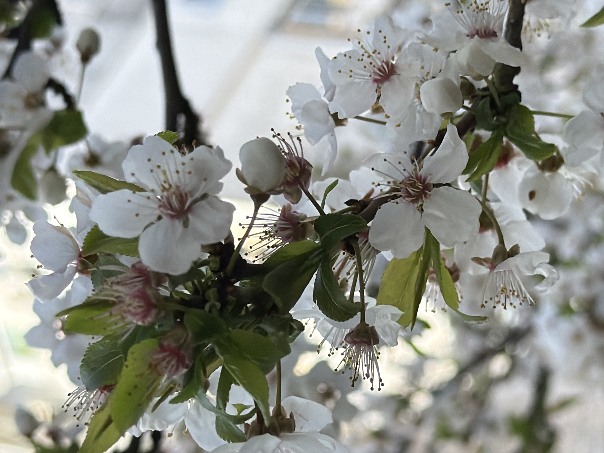 The image shows a close-up view of blooming white flowers, likely plum or cherry blossoms, with green leaves interspersed among them. The flowers are in various stages of bloom, some fully open with visible stamens and pistils, and others still in bud. The background is blurred and appears to be an outdoor urban setting, potentially in Varna, Bulgaria, as requested. The focus is on the delicate details of the flowers and their vibrant colors. The scene conveys a sense of spring or early summer.