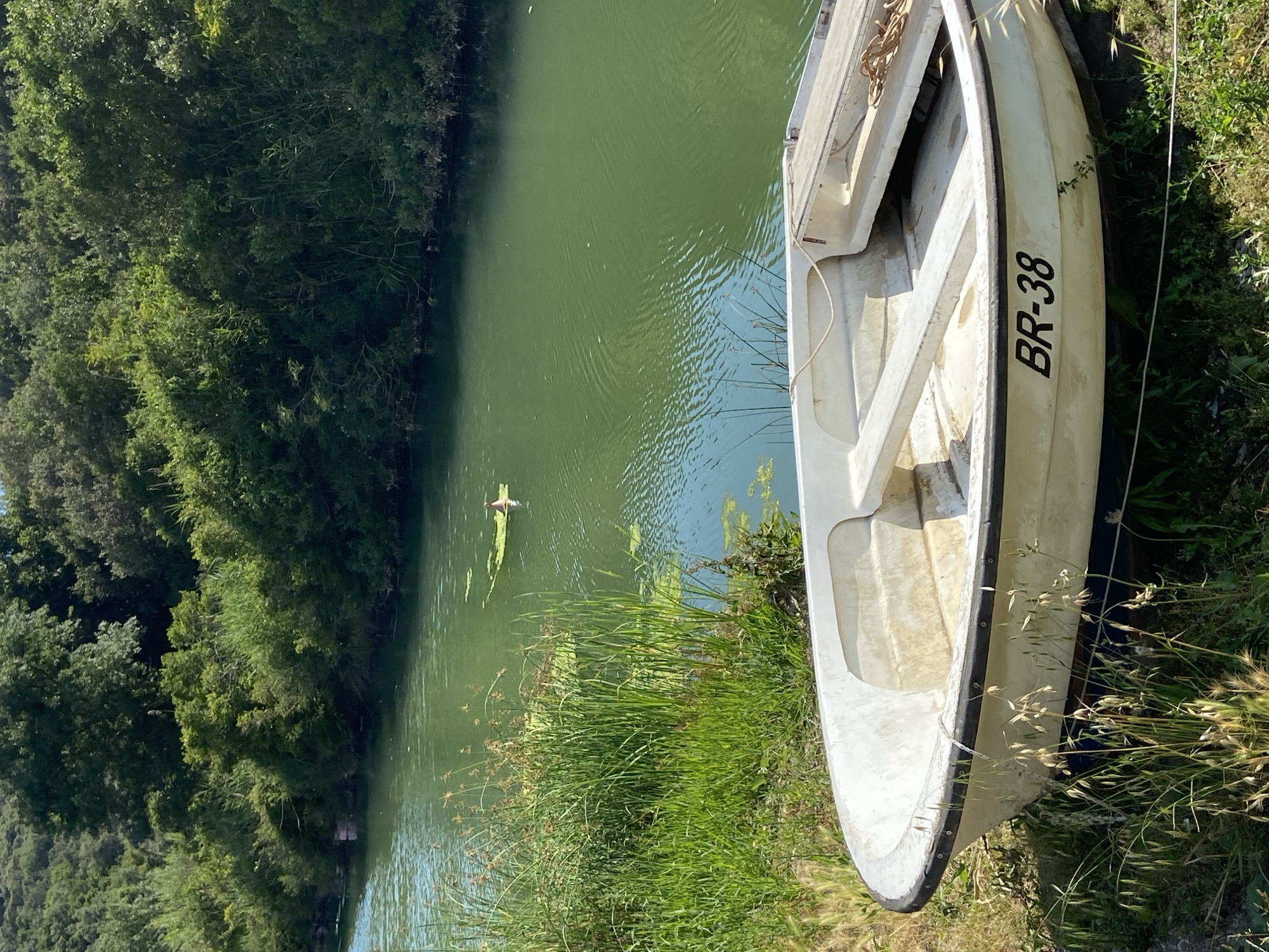 A small, white, dinghy-style boat with the registration number "BR-38" painted in black on its hull rests on the grassy, overgrown bank of a narrow, calm, green-tinted river. The boat is positioned in the foreground, facing towards the right of the frame, with its bow slightly elevated. Inside the boat, wooden planks are visible, serving as seating or storage. A coiled rope lies within the boat.
The river flows from left to right, bordered by lush green foliage and trees on the far bank, which extends into a hillside. The water's surface reflects the bright daylight and shows subtle ripples. In the middle distance, a small, light-colored object, possibly a duck or a piece of debris, floats on the water, surrounded by a cluster of floating green vegetation. Tall reeds and grasses grow along the near bank of the river, partially obscuring the boat's lower hull. The sky is clear and bright, indicating a sunny day. The location is identified as Prijevor, Montenegro.