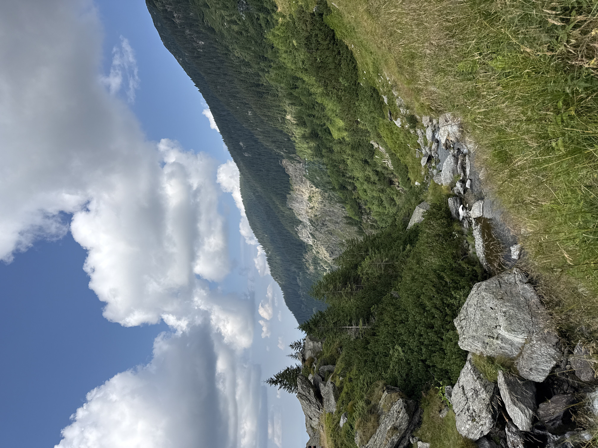 This is a vertical, eye-level, outdoor photograph of a rocky, forested mountain landscape under a partly cloudy sky. The scene is likely in the vicinity of Cârțișoara, Romania, given the context provided.
In the foreground, to the left, are several large, grey boulders and green, low-lying vegetation. A small, rocky stream flows from the upper left towards the lower right of the frame, appearing shallow with clear water. Tall, dry grasses in shades of brown and green dominate the right foreground.
The middle ground features more of the green, low-lying vegetation and scattered trees, including several coniferous trees. The terrain slopes upward towards the background.
In the background, a steep mountain slope covered in dense coniferous forest rises to the right. A narrow, rocky ravine cuts through the forest on the left side of the mountain. The sky above is blue with scattered, white, fluffy cumulus clouds. Sunlight illuminates parts of the mountain slope, creating areas of light and shadow. No people or animals are visible in the image.