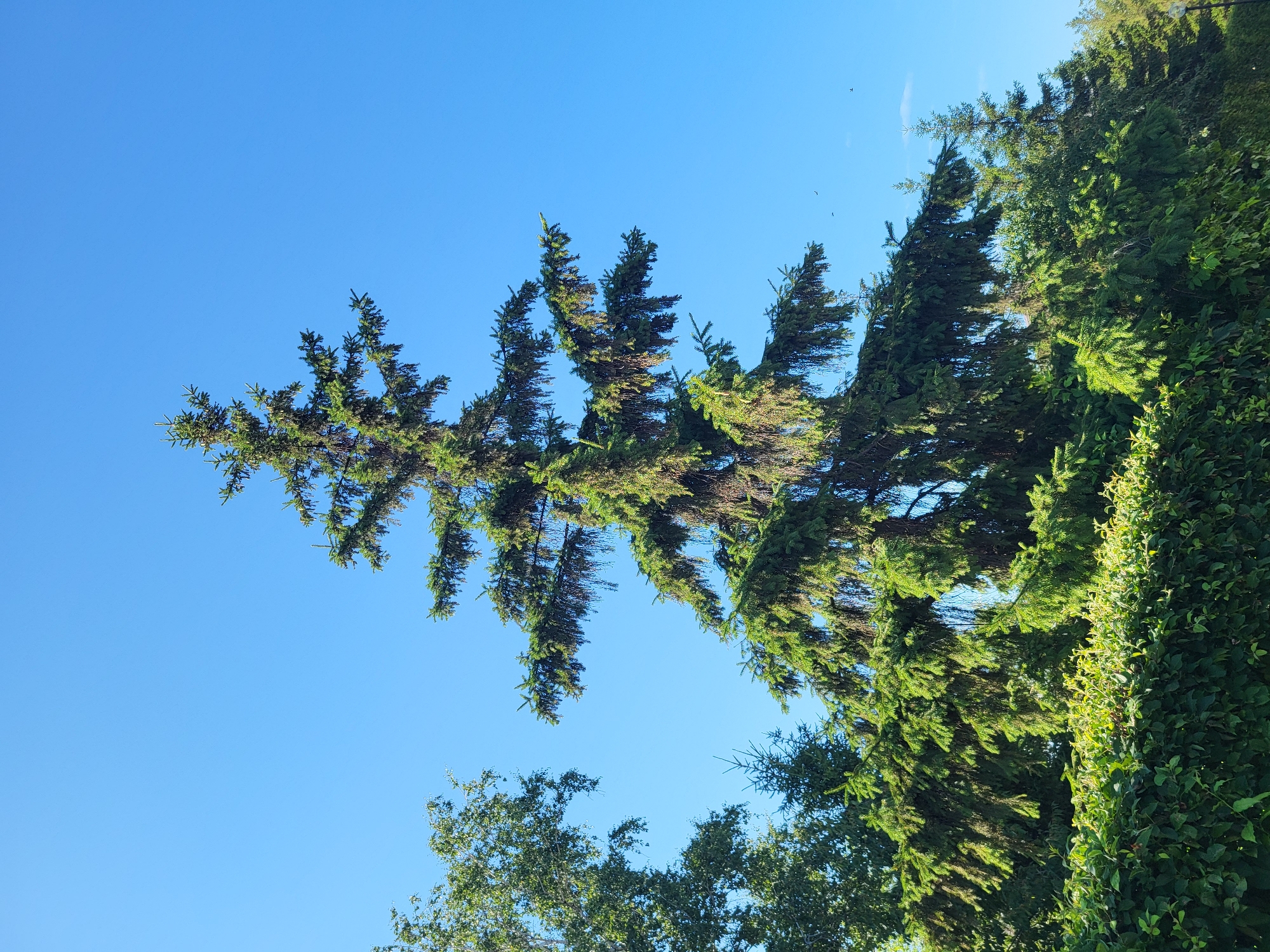 A tall, mature spruce tree dominates the frame, its branches reaching towards a clear, bright blue sky. The tree is situated in a park-like setting, with a dense, well-maintained green hedge running along the bottom of the image. In the background, other trees and foliage can be seen, suggesting a natural or landscaped outdoor environment. The lighting indicates it is daytime, likely late morning or early afternoon, with sunlight illuminating the trees and casting shadows. There are no people visible in the image, and no specific urban landmarks are identifiable that would pinpoint a precise location within Petropavl, Kazakhstan. The overall scene conveys a sense of nature and tranquility.
