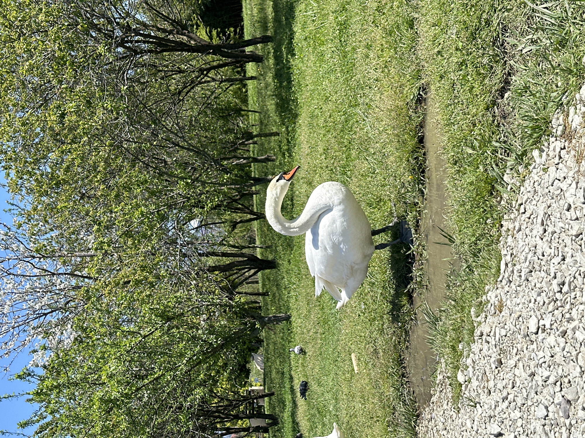This image, captured in Sirius, Russia, presents a serene outdoor scene centered around a large white swan. The swan stands prominently on a grassy bank, positioned next to a narrow, shallow stream or ditch of water. Its long, gracefully curved neck is extended upwards and slightly to the left, with its head turned to reveal an orange beak tipped with black. The swan's pristine white plumage is illuminated by bright sunlight.
The immediate surroundings of the swan consist of vibrant green grass, which covers most of the ground. To the right of the water feature, a distinct area of light-colored gravel forms a path or ground cover, contrasting with the lush vegetation.
In the background, numerous deciduous trees with full green foliage or new spring leaves line the area, suggesting a park or natural reserve setting. The bright illumination and distinct shadows indicate a clear, sunny day, likely around midday. Further back on the grass, a few smaller birds, possibly pigeons, are visible. The overall atmosphere conveyed is one of tranquility and natural beauty. There is no visible text in the image.