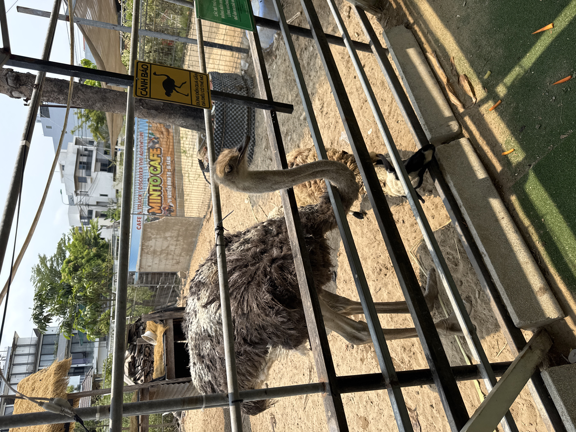 The image shows an ostrich behind a metal fence. The ostrich has a long neck and brown and white feathers. In the background, there are buildings and trees. A sign warns visitors to not get too close, as the ostrich might peck. Another sign identifies the location as Minto Cafe in Đà Nẵng, Vietnam. There are also carrots visible on a patch of artificial grass.
