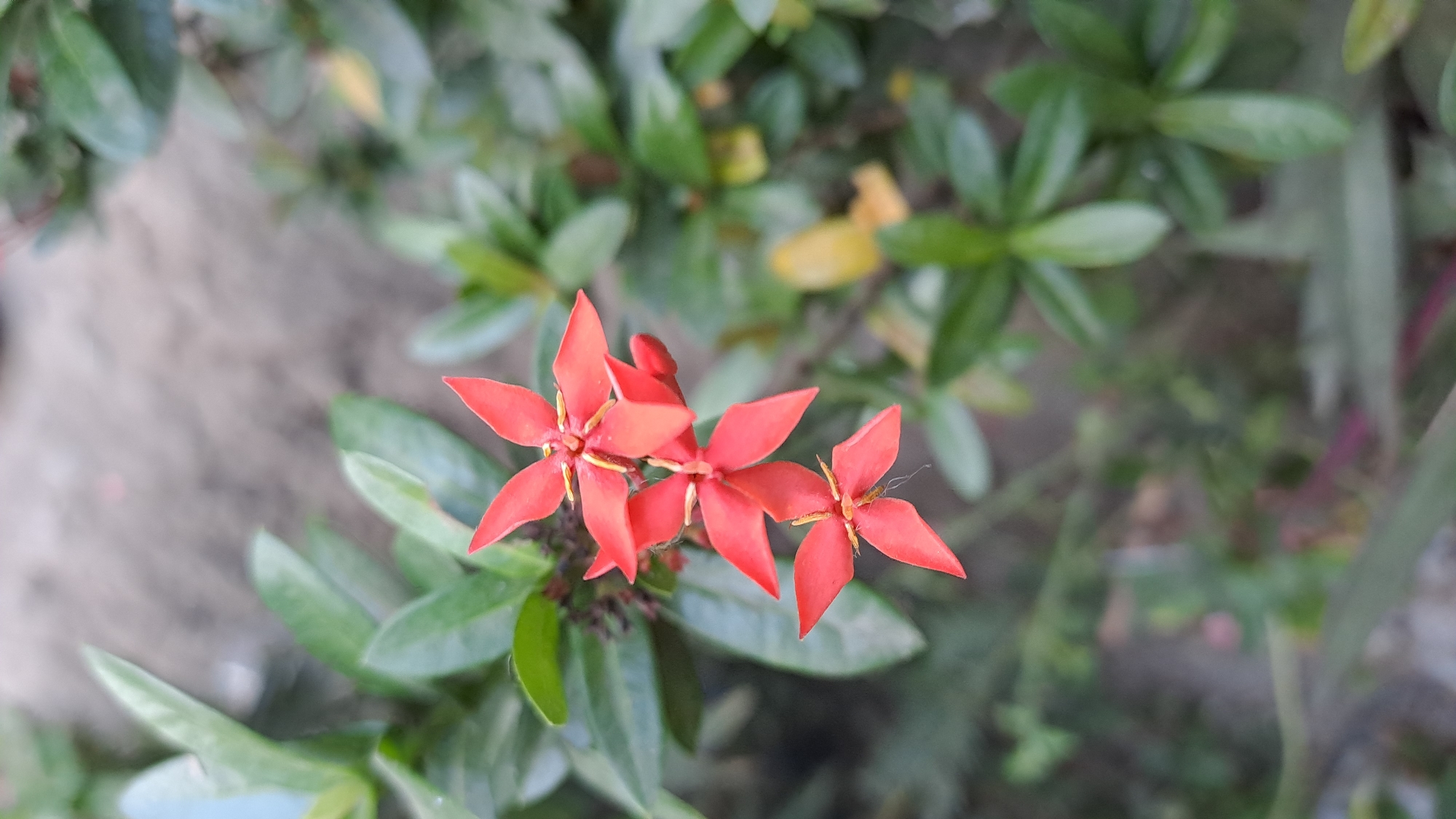 This image captures a close-up, vertically oriented view of a cluster of small, bright red flowers with yellow centers. The flowers have five petals each, which are pointed and slightly overlapping. They are arranged in a cascading pattern on a stem, with one flower slightly above and to the left of the other two. The petals are a vibrant, saturated red. Surrounding the flowers are lush, green leaves that are slightly out of focus, creating a soft, blurred background. The lighting appears to be natural daylight, casting a soft glow on the flowers and leaves. The overall impression is one of natural beauty and delicate detail. The location provided, Geulanggang Baro, Indonesia, suggests this is likely a plant found in a tropical or subtropical environment, possibly in a garden or natural setting within that region.