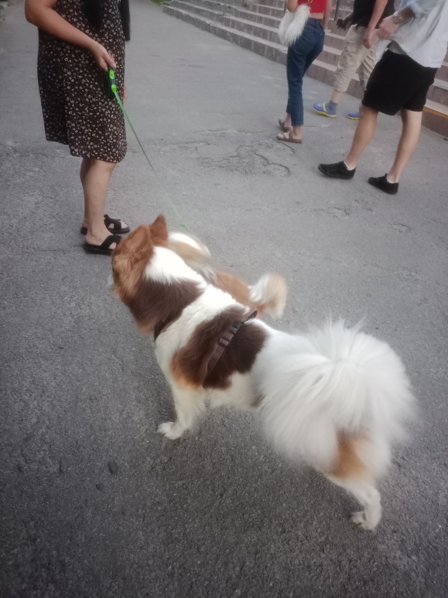 In Horishni Plavni, Ukraine, a medium-sized dog with brown and white fur is being walked on a leash. The dog is wearing a harness and is viewed from behind, with its fluffy tail held high. The person holding the leash, partially visible, is wearing a dark floral-print dress and sandals. In the background, other individuals are seen walking, including one in blue jeans and a red top, another in khaki shorts, and a third wearing black shorts and a light-colored shirt. The setting appears to be a paved outdoor area, possibly a sidewalk or promenade, with concrete stairs in the distance.