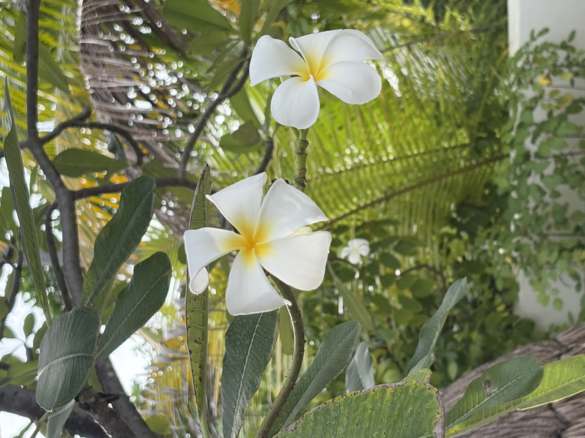 In the city of Halaveli, Maldives, two white plumeria flowers with yellow centers are in bloom. They are positioned on a branch, with the larger flower on the left and a smaller one slightly to the right. The branches of the plumeria tree are visible, along with green leaves. In the background, blurred green foliage and palm fronds are present, indicating an outdoor tropical environment. The lighting suggests daylight.