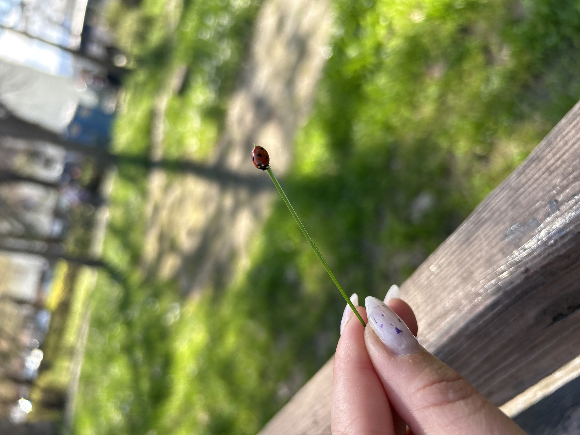 A close-up, slightly blurred photograph depicts a ladybug perched at the tip of a blade of grass held by a person's fingers, with an urban landscape visible in the background.
The ladybug, a small red beetle with black spots, is located near the top center of the frame. The grass blade it rests on is a slender, green line extending diagonally from the lower right toward the ladybug. The person's fingers, holding the blade of grass, appear in the lower right corner of the image. The fingernails are painted white with scattered purple splotches.
The background is a blurred mix of green and lighter tones, suggesting foliage and possibly buildings. To the right is a wooden surface.
While the photograph's content suggests a park or green space, the precise location within Plovdiv, Bulgaria cannot be identified from the visual information alone.