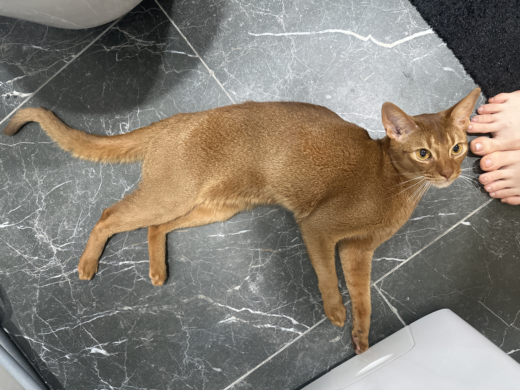 A reddish-brown Abyssinian cat is lying on a gray tiled floor with white veining. The cat is in a relaxed pose, with its tail stretched out and its front paws extended. The cat's head is turned towards the right side of the frame, and its amber eyes are open. A person's bare feet are visible near the cat's head. A white object is positioned below the cat. A dark rug is visible in the upper right corner of the image. Based on the flooring and bathroom fixtures, the location is likely a bathroom. The city of Kazan, Russia, cannot be verified from the provided image.
