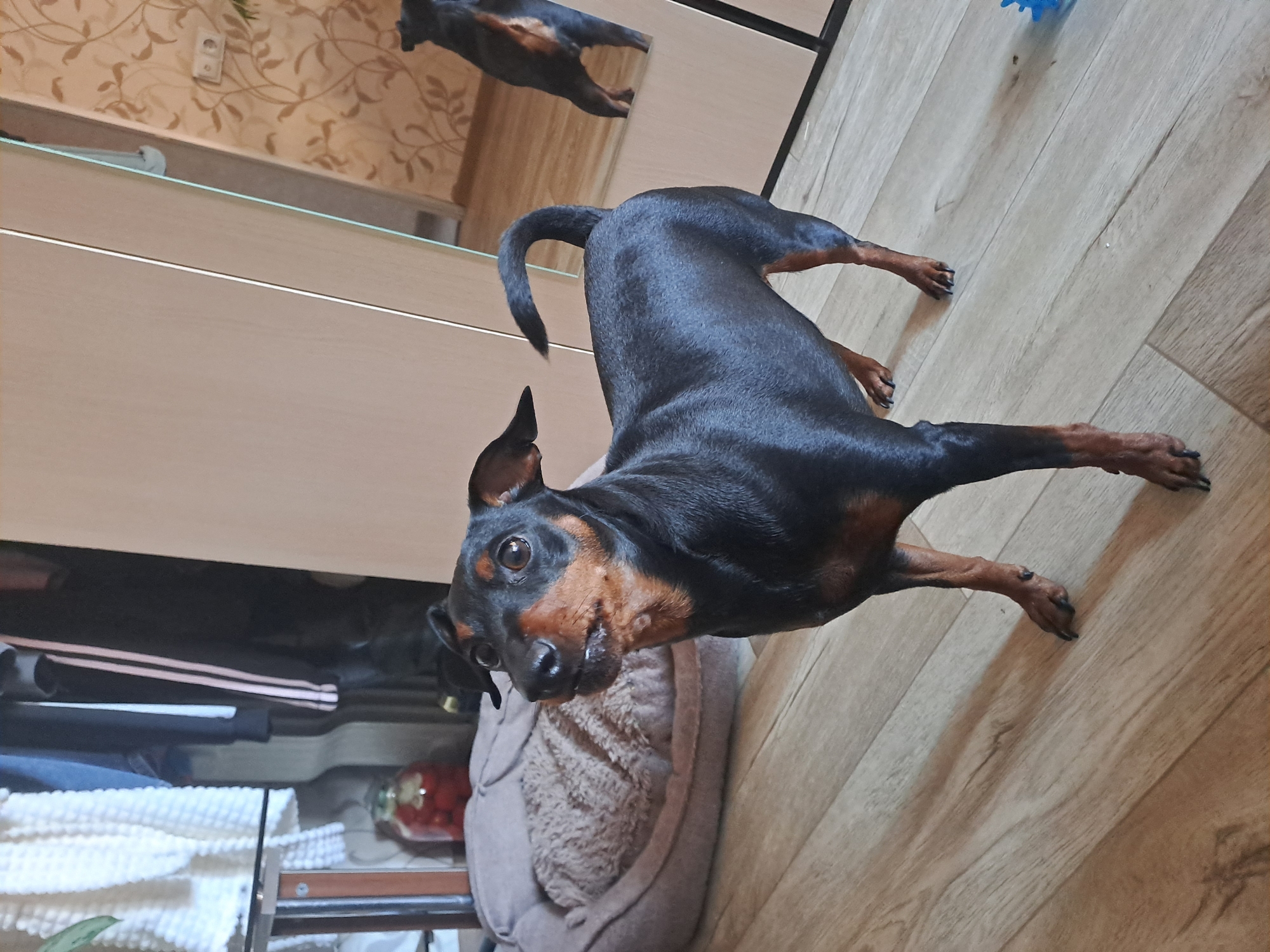 The image depicts a black and tan Miniature Pinscher dog indoors. The dog is standing on a wooden floor and is positioned at an angle relative to the camera. The dog's head is tilted, and it is looking upwards. In the background, there is a mirrored surface reflecting the dog's back. Adjacent to the dog is a light-colored dog bed. A glimpse of what appears to be a clothing rack and a glass jar containing red contents are visible behind the dog bed. The image appears to be taken in a residential setting, although the specific location within Elektrostal, Russia is not discernible.