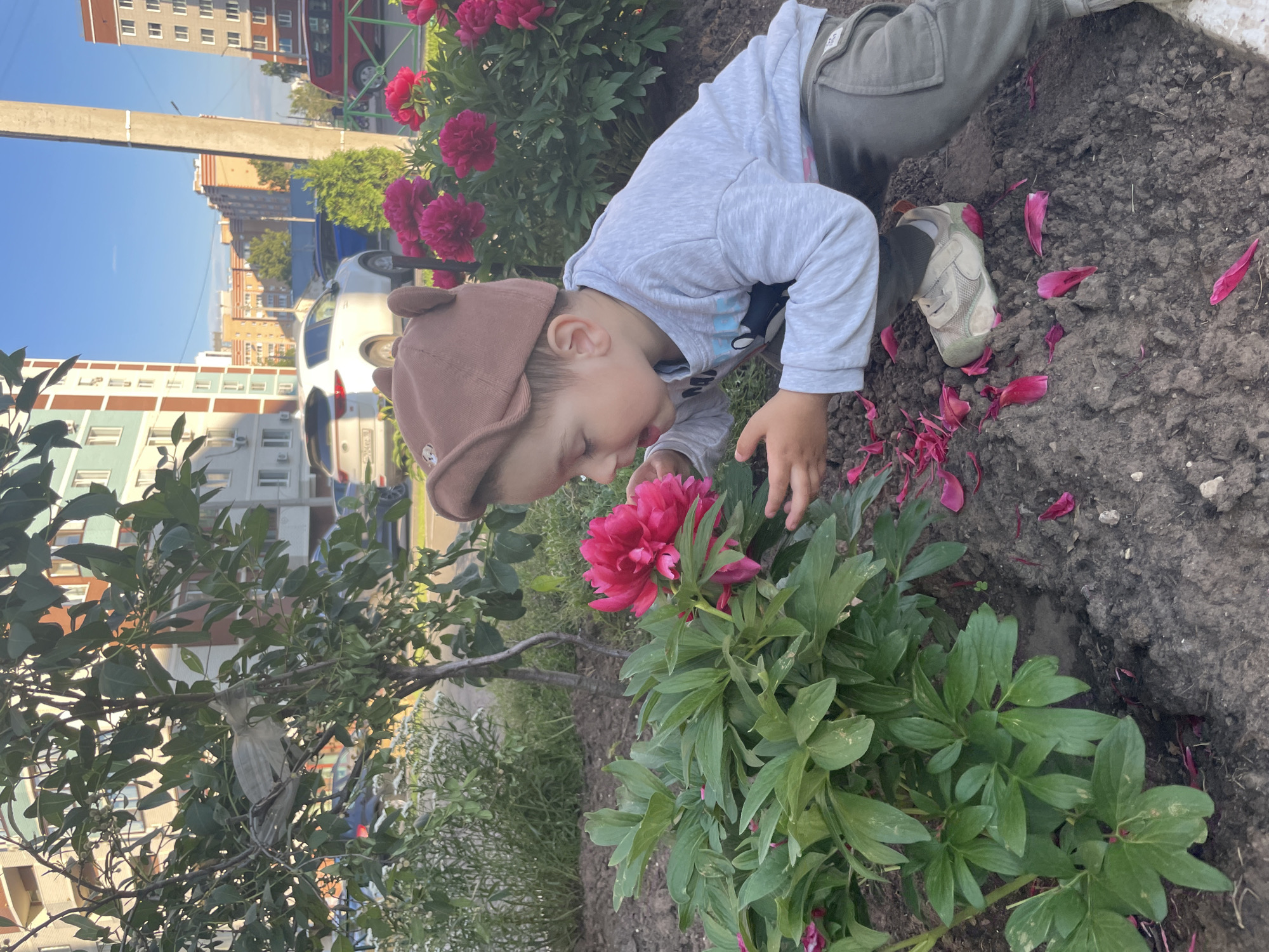 A young child wearing a brown hat with bear ears and a grey long-sleeved shirt is crouching down to smell a vibrant pink peony flower. The child's face is close to the bloom, and their eyes are partially closed. Scattered pink petals are on the dark soil around the flower bush. In the background, several apartment buildings are visible, suggesting an urban setting. To the right, a utility pole stands tall, and further back, cars and a red vehicle are parked. The sky is clear blue, indicating a sunny day. This scene is located in Izhevsk, Russia.