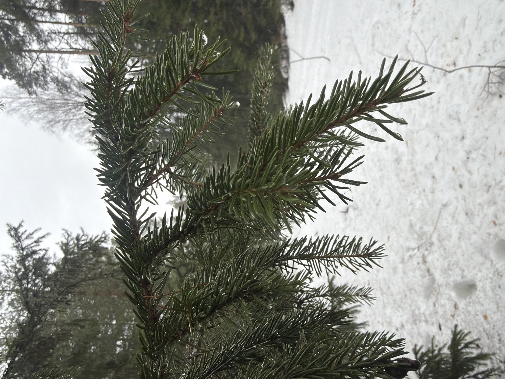 A close-up, slightly rotated view of a coniferous tree branch with water droplets clinging to its needles. The background includes other trees, a snowy ground cover, and an overcast sky. The location is potentially in Chaikovsky, Russia. The scene appears to be a natural setting, likely a forest or park. There are no people visible.