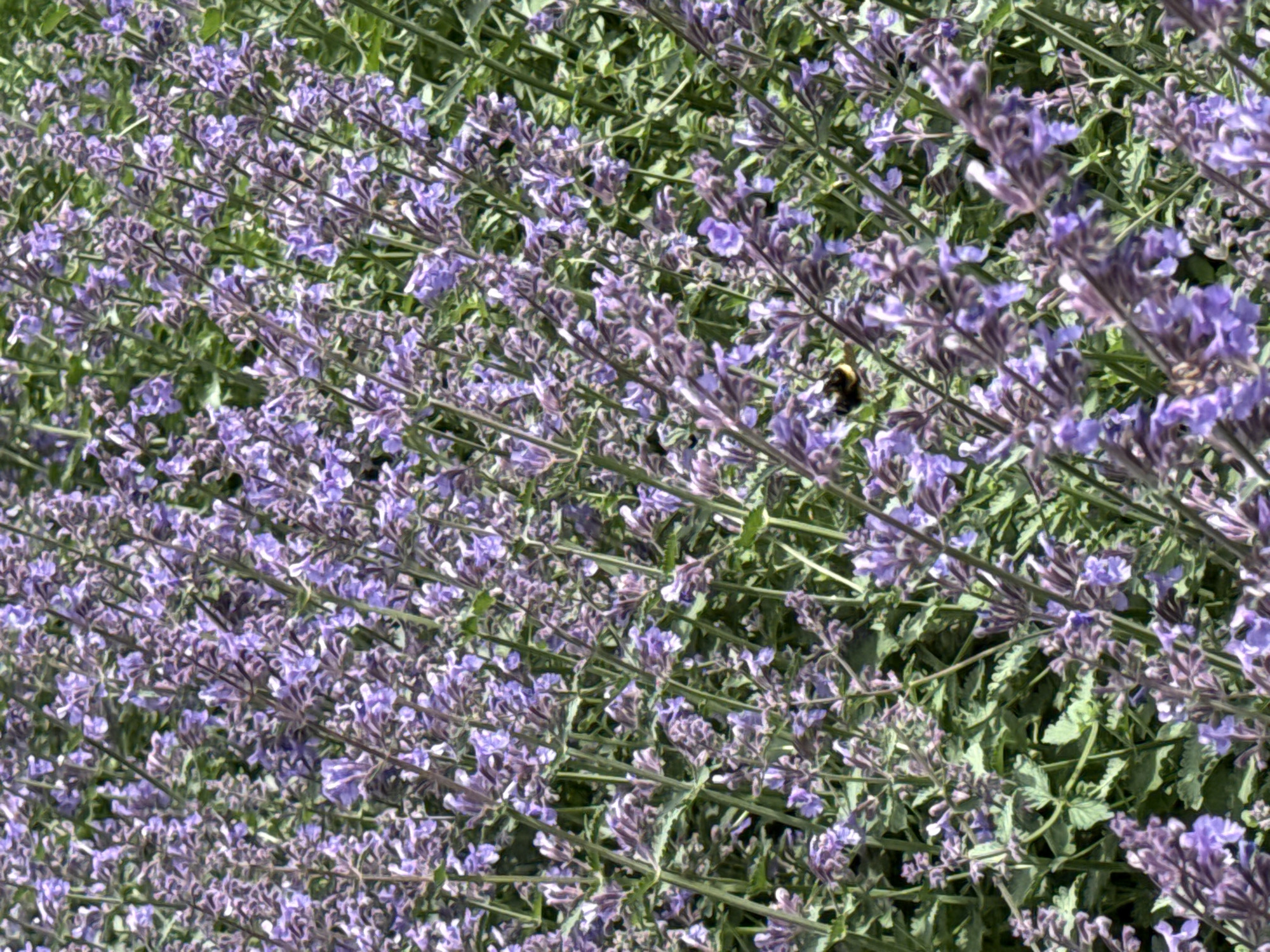 The image captures a vibrant close-up of a dense patch of flowering plants, predominantly featuring small purple blossoms. The flowers, possibly catmint or a type of lavender, are tightly clustered on green stems amidst lush green foliage, filling the entire frame. A bumblebee, dark with visible yellow/orange stripes, is actively foraging among the purple flowers in the upper right-center of the main image and some crops. The scene appears to be set outdoors under bright, natural daylight, suggesting sunny or clear weather conditions. No specific location cues are visible within the image itself to confirm it is Perm, Russia. There is no visible text.