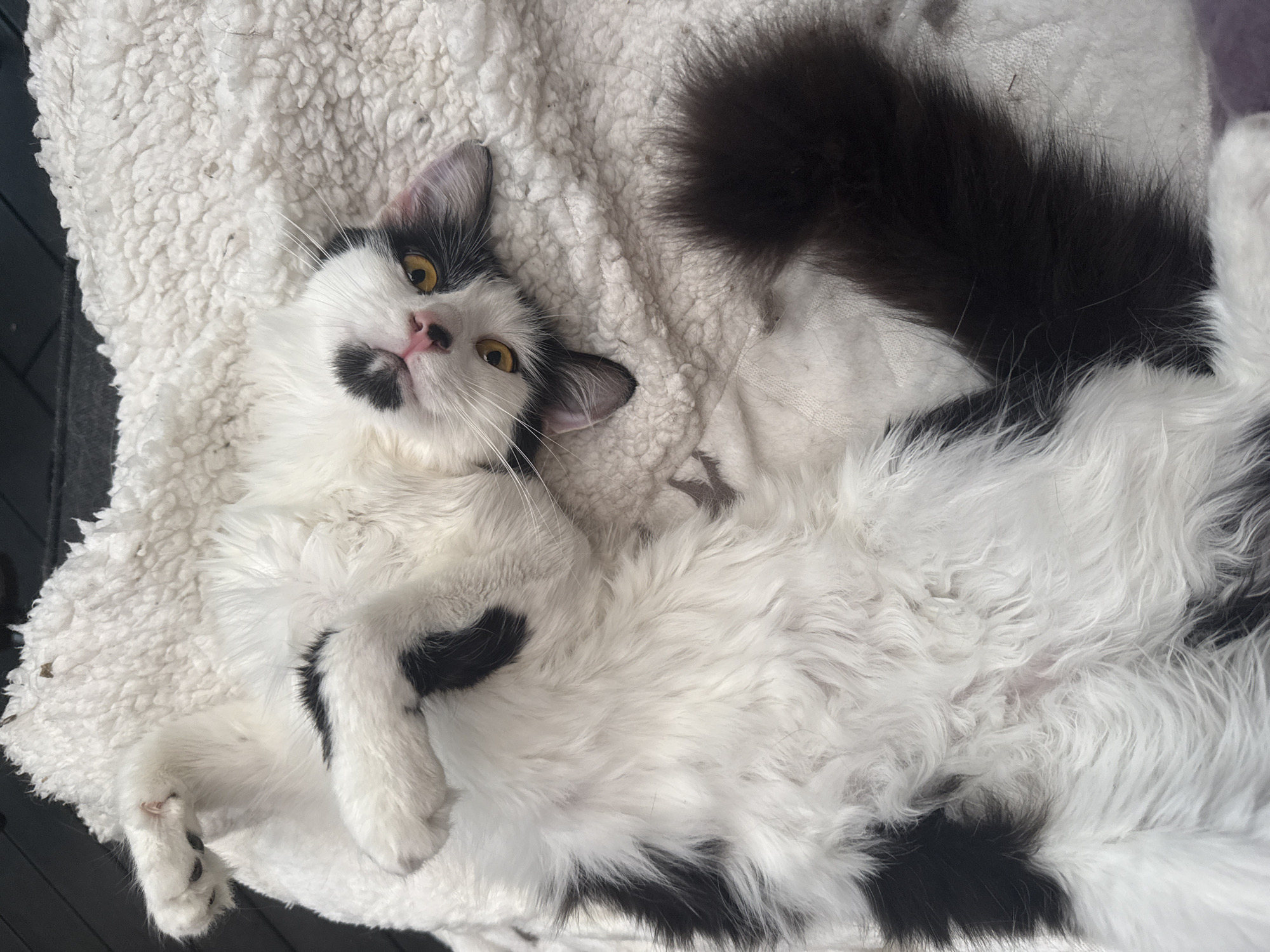 A domestic long-haired cat, primarily white with distinct black markings, is depicted lying on its back on a textured, off-white fleecy blanket. The cat exhibits a prominent black patch over its left eye and extending onto its left cheek, a black left ear, and a substantial, fluffy black tail. Its eyes are bright yellow-amber, and its nose is pink. All four paws are visible and slightly curled, with the head tilted upwards towards the viewer, indicating a relaxed state. Dark strands of fur and minor particulate debris are present on the blanket. A dark, non-descript surface is partially visible beneath the blanket. The scene is situated within a domestic environment in Sofia, Bulgaria.
