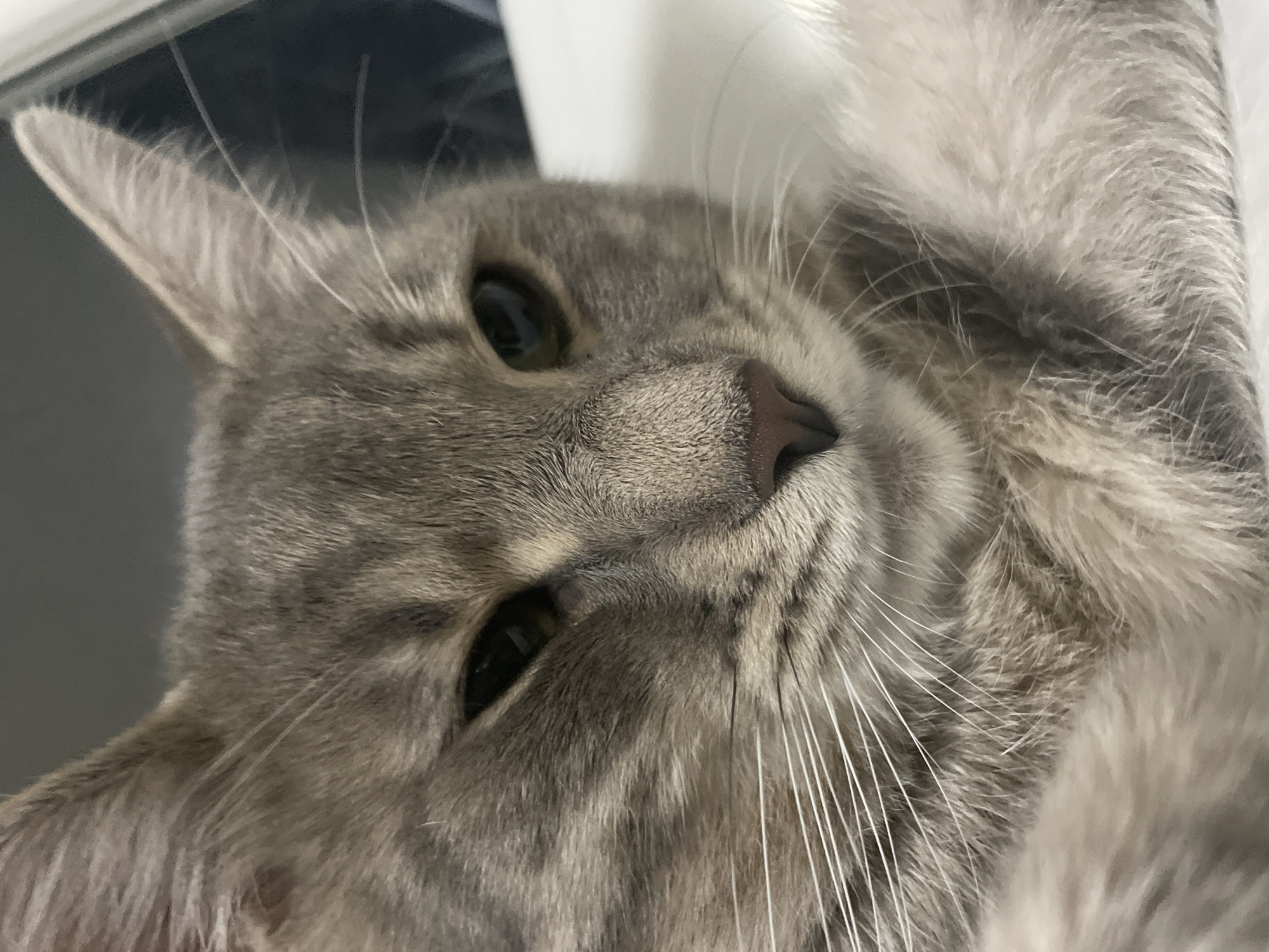 A close-up, angled portrait of a grey tabby cat. The cat's head is tilted, with its nose centered in the frame. Its eyes are partially open, and its whiskers are prominent. The background is a blurred mix of white and dark grey tones. The location is not discernible. There is no evidence to suggest it is Novi Sad, Serbia.
