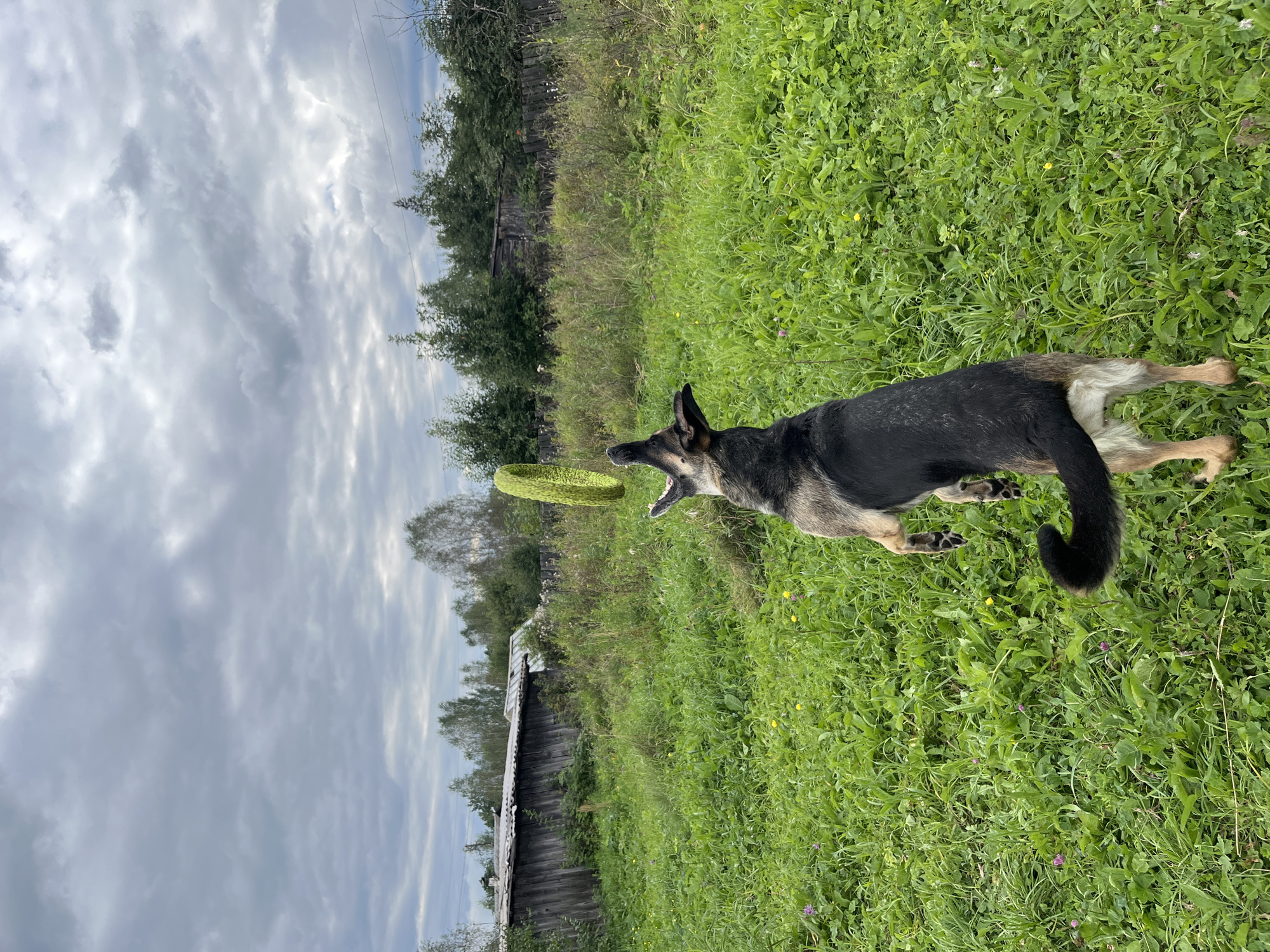 A German Shepherd dog is in mid-air, jumping to catch a bright green, textured ring toy. The dog is facing away from the camera, with its head turned upwards towards the toy. Its body is extended, and its hind legs are fully stretched. The toy is suspended in the air directly above and slightly in front of the dog.
The scene takes place outdoors in a grassy field. The grass is lush and green, with some scattered small yellow and purple wildflowers. In the background, there are wooden structures that appear to be sheds or outbuildings with weathered roofs. A wooden fence runs along the back of the property, behind which are several trees and dense foliage. The sky is overcast with heavy, grey clouds, suggesting an impending change in weather. The overall environment suggests a rural or semi-rural setting, consistent with a backyard or open field area within Nizhny Tagil, Russia.