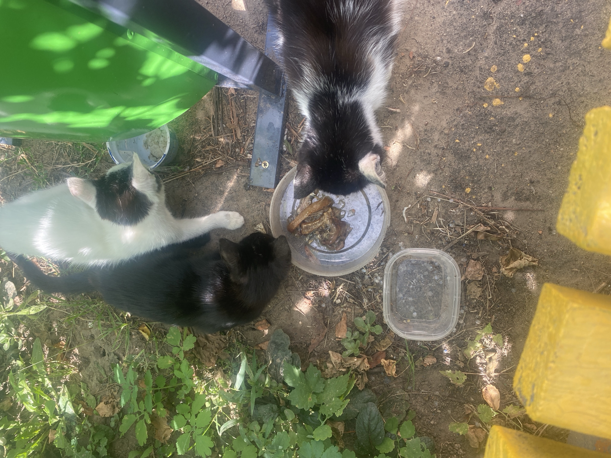 Three domestic cats are observed outdoors, with two of them actively eating from a communal food source. One cat, predominantly black with white markings, is positioned to the left, its head down in a clear plastic container filled with food. To the right, a black and white cat is also eating from the same container, with its head lowered towards the food. A third cat, white with black markings on its head, is seen at the top of the frame, appearing to be drinking from a white and blue bowl adjacent to a large green object. The environment is predominantly ground-level, with soil, scattered leaves, and green foliage. Yellow, rectangular objects are visible in the foreground. A metal support structure is partially visible behind the green object, and a small, clear plastic container lies empty on the ground to the left of the cats. The scene appears to be in an outdoor area, possibly a yard or alley, in the city of Krupki, Belarus.