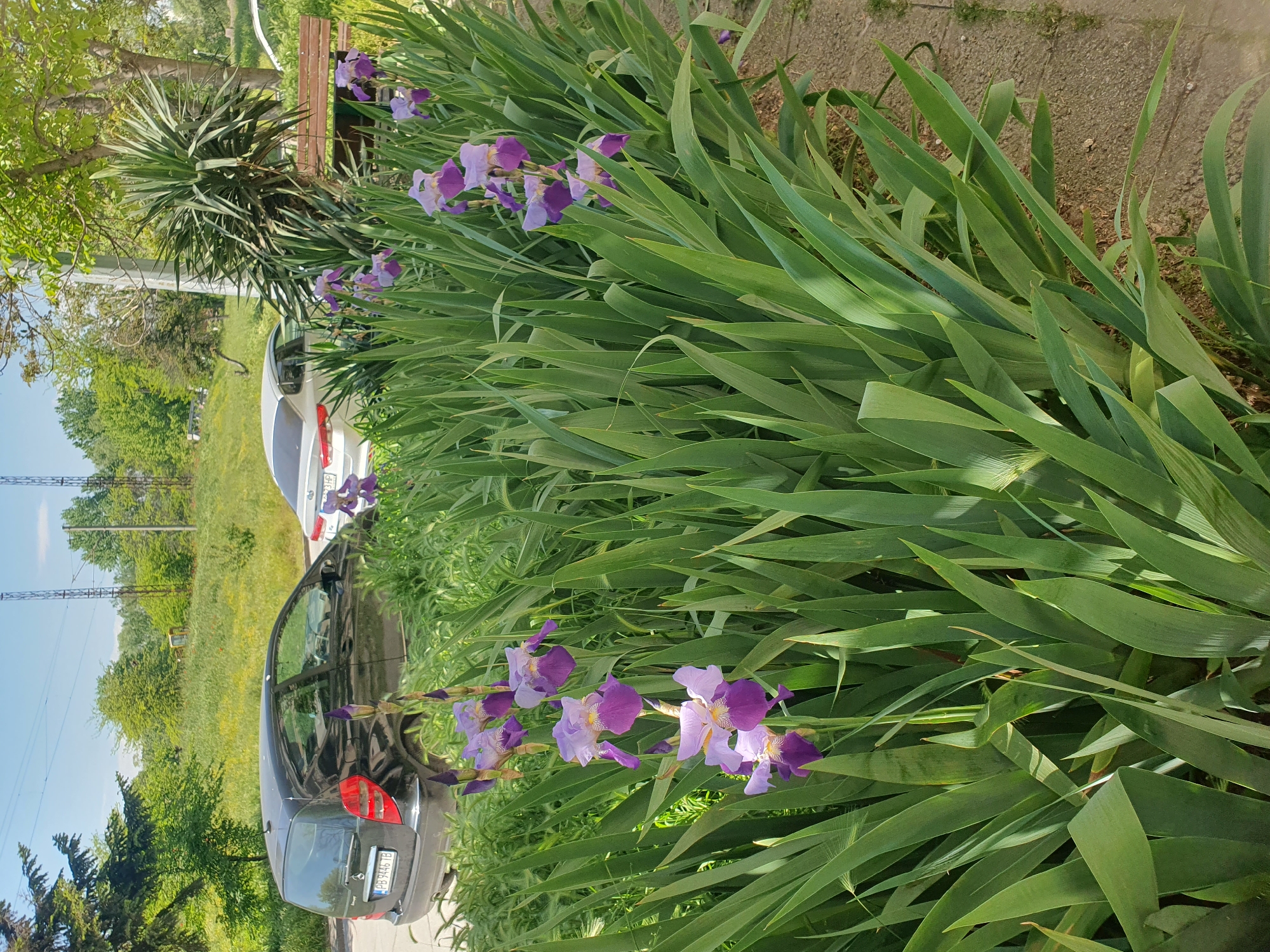 The image shows a street scene in Plovdiv, Bulgaria. A bed of purple and white irises is in the foreground. Behind the flowers are two parked cars, one black and one white. In the background, there are trees and a bench. The sky is blue.
