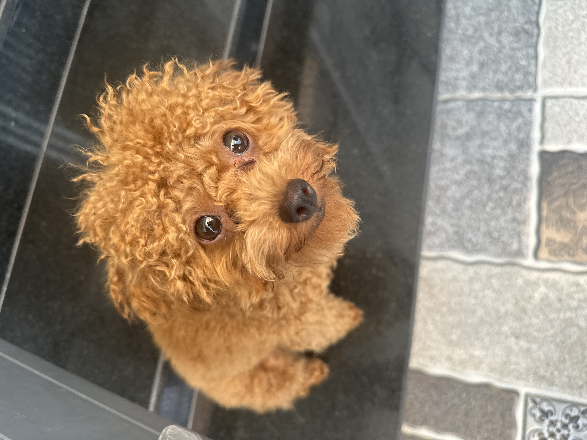 A small, brown, curly-haired dog, likely a poodle or poodle mix, looks up towards the camera. The dog is positioned on what appears to be a set of stairs. The stairs are composed of two different types of tiling: one is a dark, uniform color, while the other is a light gray pattern with square-like shapes. The dog is centered, taking up a substantial portion of the frame. The location is Bac Nha Trang Ward, Vietnam.