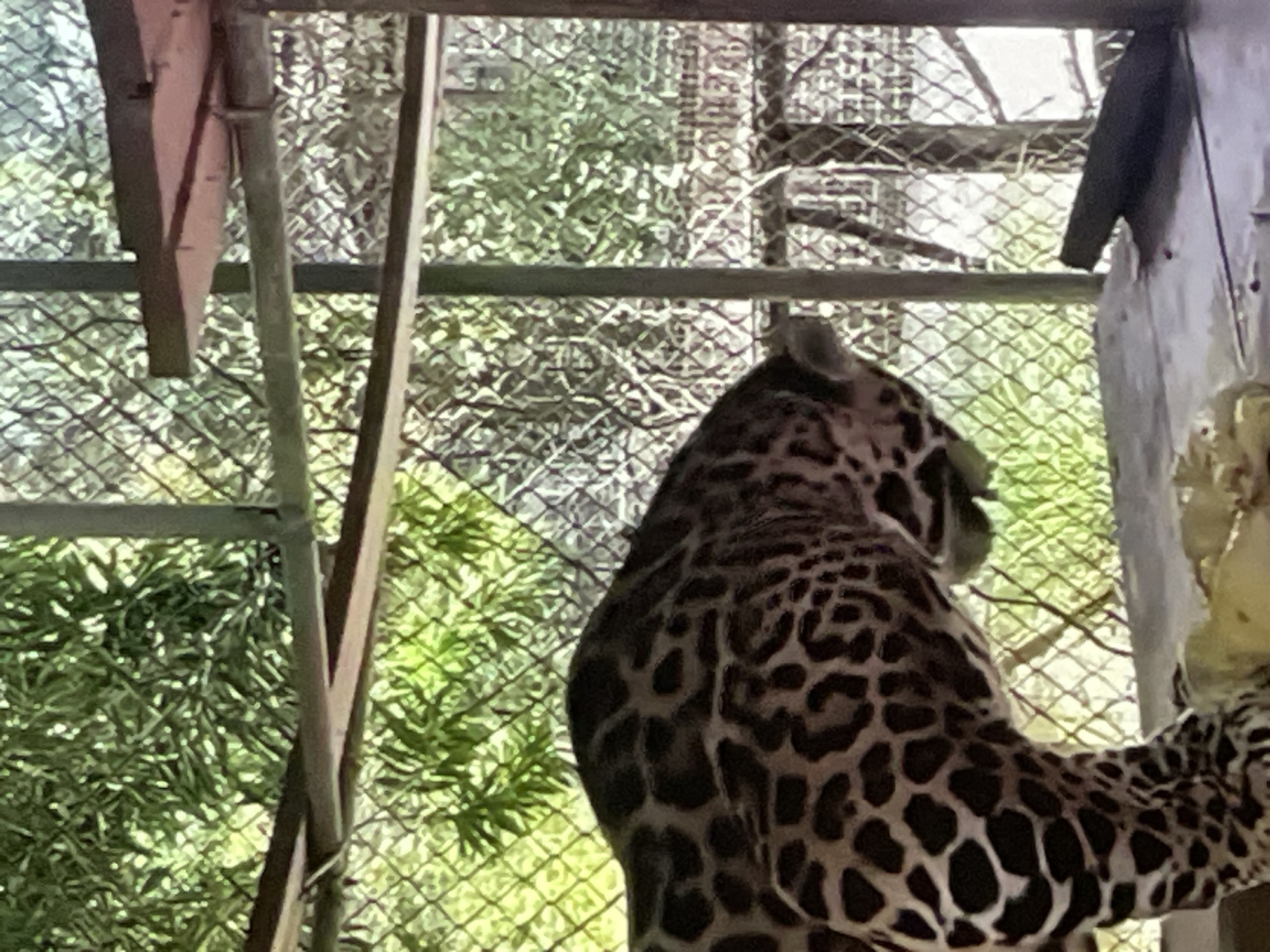 A jaguar is shown from the mid-section down, with its head bent towards the ground, in an enclosure at a zoo in Pattaya City, Thailand. The jaguar has a distinctive spotted coat. The enclosure appears to be made of metal fencing and has wooden platforms. Green foliage is visible through the fencing in the background.