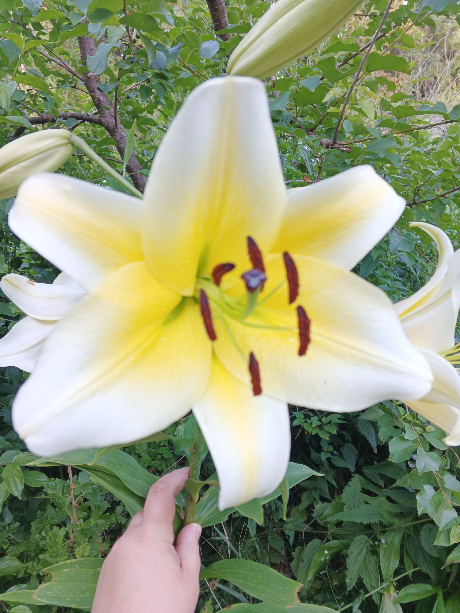 In the city of Suvorov, Russia, a close-up, eye-level shot focuses on a large, white and yellow lily flower with dark red stamens. The flower is in full bloom and positioned centrally in the frame. In the lower left quadrant, a human hand is partially visible, gently touching the stem of the lily. The background consists of lush green foliage and tree branches, suggesting an outdoor garden setting. The lighting appears natural, consistent with daylight.