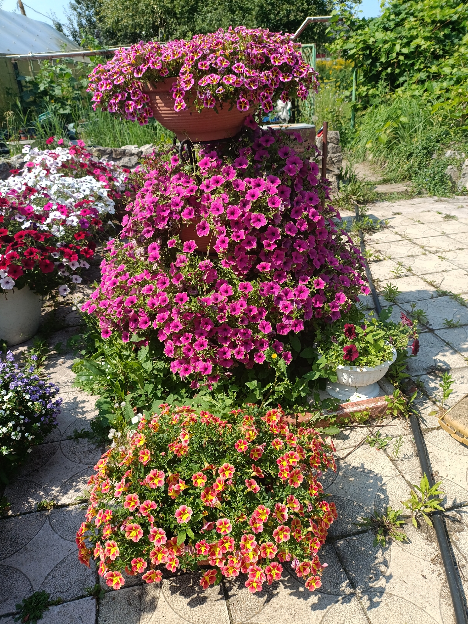 This is a medium shot, eye-level, outdoor photograph of a flower display. In the foreground, on the right, a large potted plant overflows with numerous small, trumpet-shaped flowers in shades of pink and yellow. To the left, and slightly behind this plant, is a tiered arrangement of flowering plants. The top tier features a large terracotta pot filled with cascading pink and yellow flowers. Below this, a taller, more dense arrangement of vibrant pink flowers fills a large planter, spilling over its sides. Further to the left and in the background, are more potted plants with white, pink, and dark red flowers. The plants are arranged on a paved area with large, interlocking grey tiles, some of which are cracked. In the background, lush green foliage and trees are visible. A greenhouse structure can be seen on the far left. The scene appears to be a well-maintained garden.