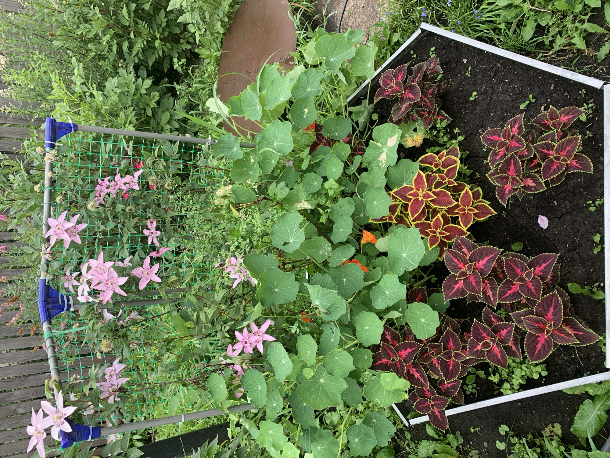 In an outdoor garden setting, possibly in the village of Karmanovo, Russia, a vibrant display of flowering plants and foliage is captured. A wooden fence forms the backdrop, with lush green plants and pink clematis flowers climbing a green mesh trellis supported by metal poles. In the foreground, a raised garden bed contains coleus plants with striking burgundy and green leaves, interspersed with round, green nasturtium leaves. Orange nasturtium flowers are visible amongst the greenery. The scene suggests a well-tended garden with a variety of colorful plants.