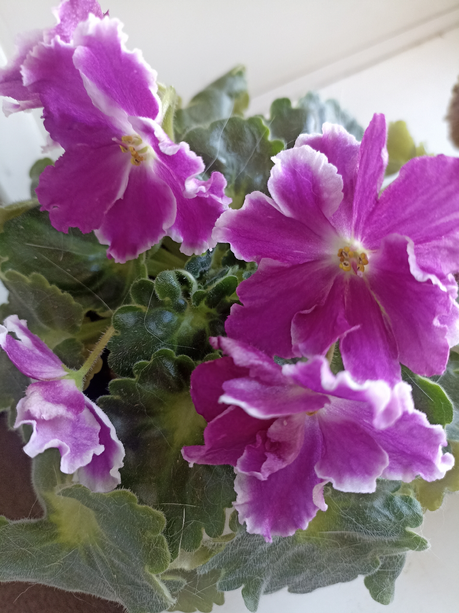The image shows a close-up of blooming African violets. The flowers are a vibrant shade of purple with delicate white edges on their ruffled petals. Some of the flowers have a lighter purple hue in the center, where yellow stamens are visible. The leaves are a deep green, fuzzy in texture, and appear to be growing in a pot. The lighting suggests an indoor setting, possibly near a window. There is no indication of location in Novosibirsk, Russia.