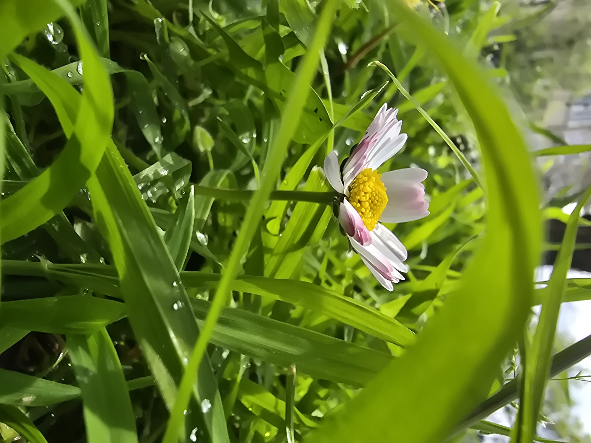A close-up, low-angle photograph captures a single common daisy nestled among vibrant green grass blades. The daisy, positioned on the right side of the frame, features white petals with delicate pinkish-purple tips, encircling a bright yellow, textured center.
The surrounding grass is lush and healthy, with numerous small, reflective water droplets clinging to the blades, suggesting morning dew or recent rain. These droplets glint in the bright, natural sunlight, which casts highlights on the wet surfaces and the flower. Some grass blades are blurred in the foreground, framing the daisy and creating a sense of depth and immersion in the verdant setting. The background is softly out of focus, showing indistinct shapes and lighter tones that suggest an outdoor environment, possibly with distant structures or sky. No visible text is present in the image. The scene conveys a feeling of freshness and natural beauty.