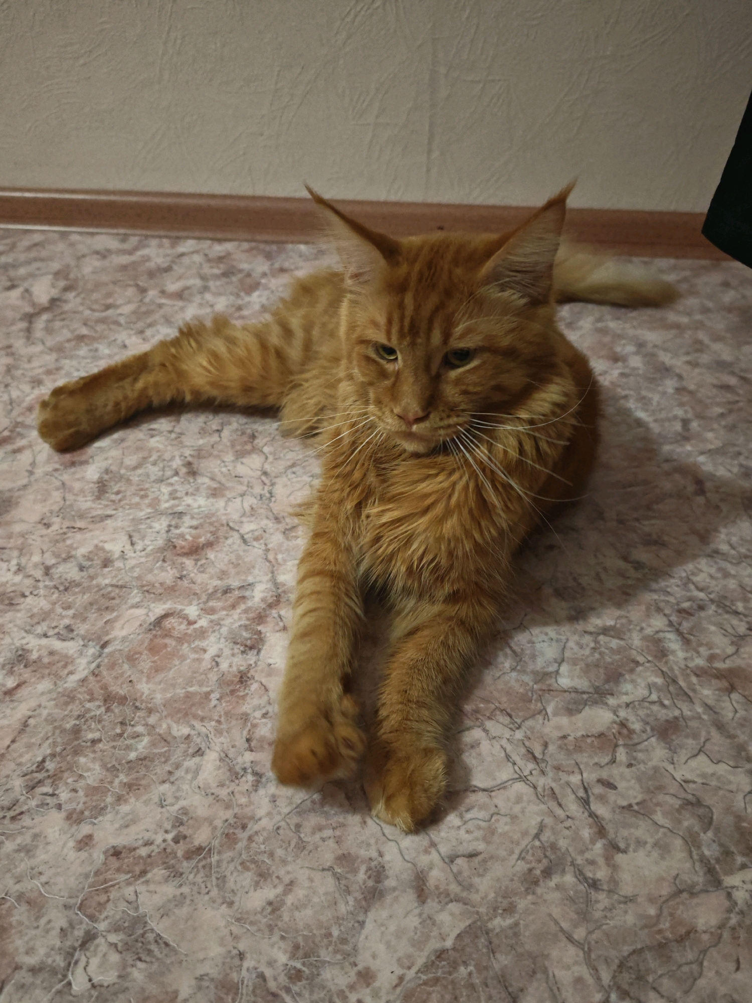 A ginger cat with long fur is lying on a patterned floor. The cat is facing slightly to the left with its eyes partially closed. Its front legs are stretched out in front of it. The background shows a textured wall and a baseboard. The image appears to be an indoor photograph taken in a residential setting. There is no discernible information within the image to indicate a specific location in Yuzhno-Sakhalinsk, Russia.