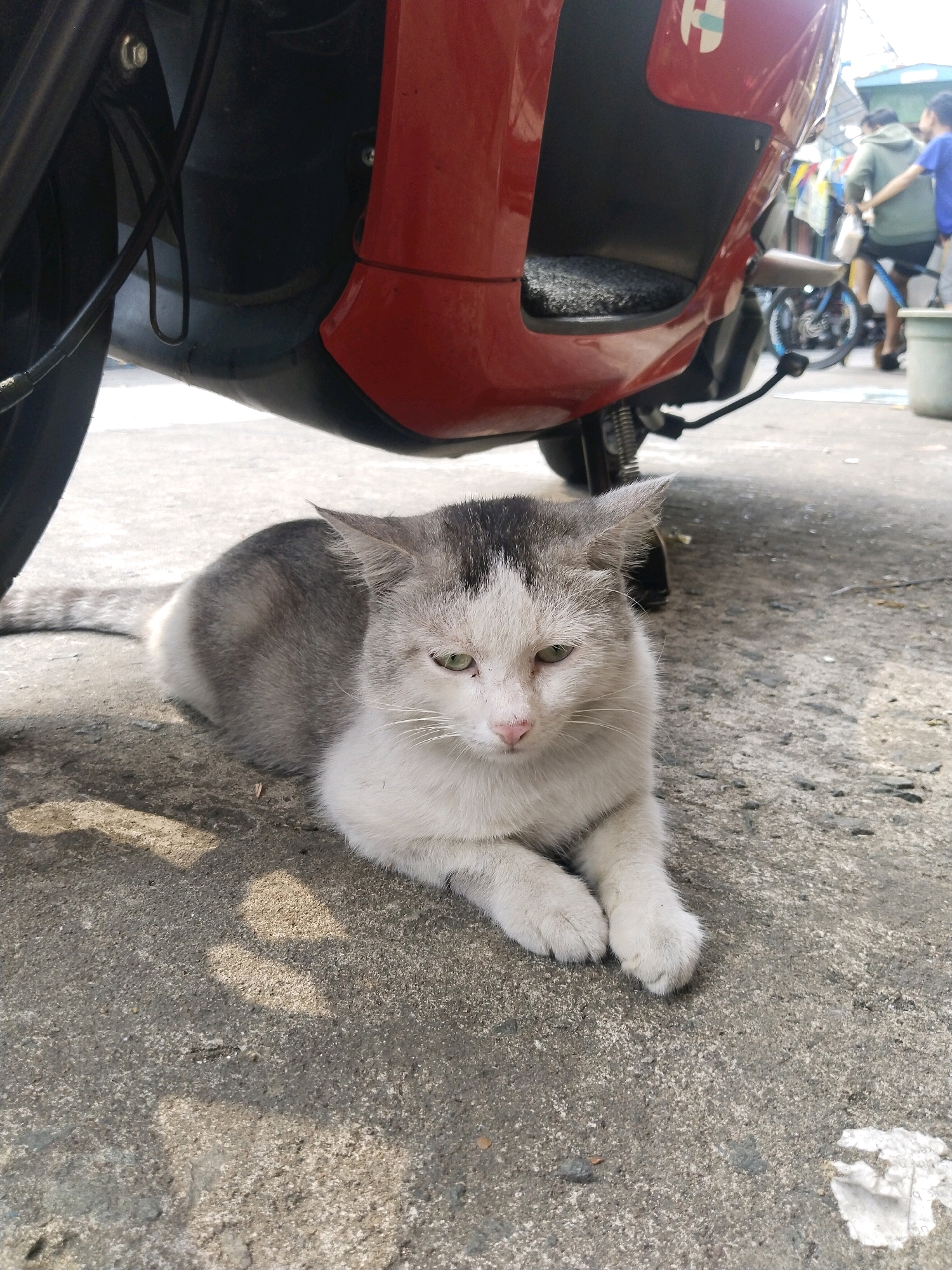 A grey and white cat is lying on a concrete surface under a red scooter. The cat is facing forward and has green eyes. In the background, people are visible walking and standing near a bicycle. The environment appears to be outdoors in an urban setting, possibly a street or alley in Muara Muntai Ulu, Indonesia.