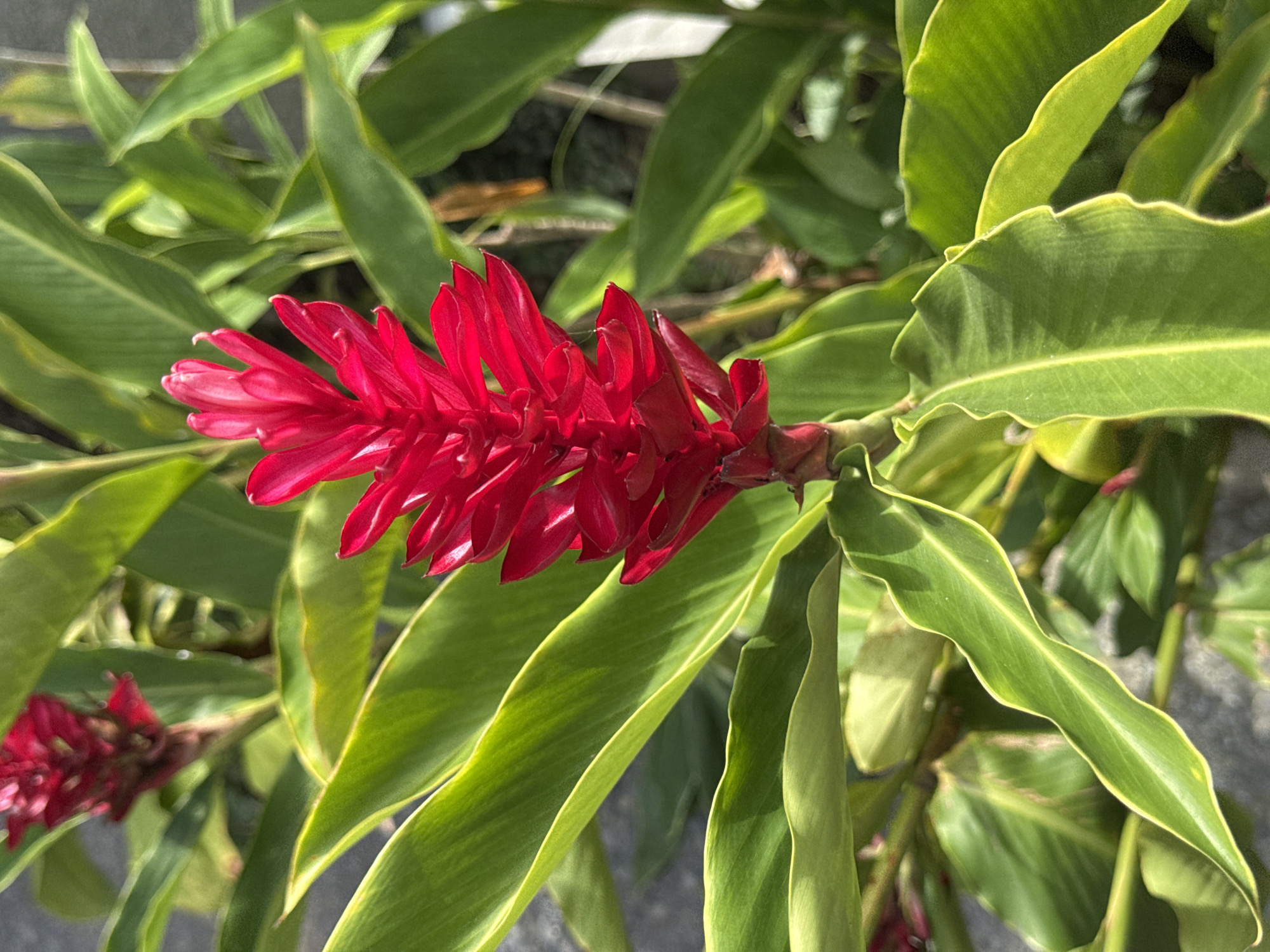 This media file is a close-up, eye-level shot of a vibrant red ginger flower in bloom. The flower, with its layered petals, is the focal point, positioned slightly off-center to the left. It is surrounded by lush, green leaves that are broad and elongated, with slightly wavy edges. Some of the leaves exhibit a yellowish-green hue, suggesting they are either young or receiving ample sunlight.
The lighting in the image indicates it was taken during the day, likely in bright sunlight, as evidenced by the highlights on the leaves and the sharp shadows cast. The background is blurred and appears to be a neutral, slightly textured surface, possibly pavement or soil, with hints of other foliage.
There are no people or animals visible in the frame. The activity, if any, is simply the natural growth and blooming of the plant. The overall mood is one of natural beauty and tropical vibrancy. The image conveys a sense of warmth and a sunny environment, without any specific text or identifying markers. The focus is entirely on the botanical subject.